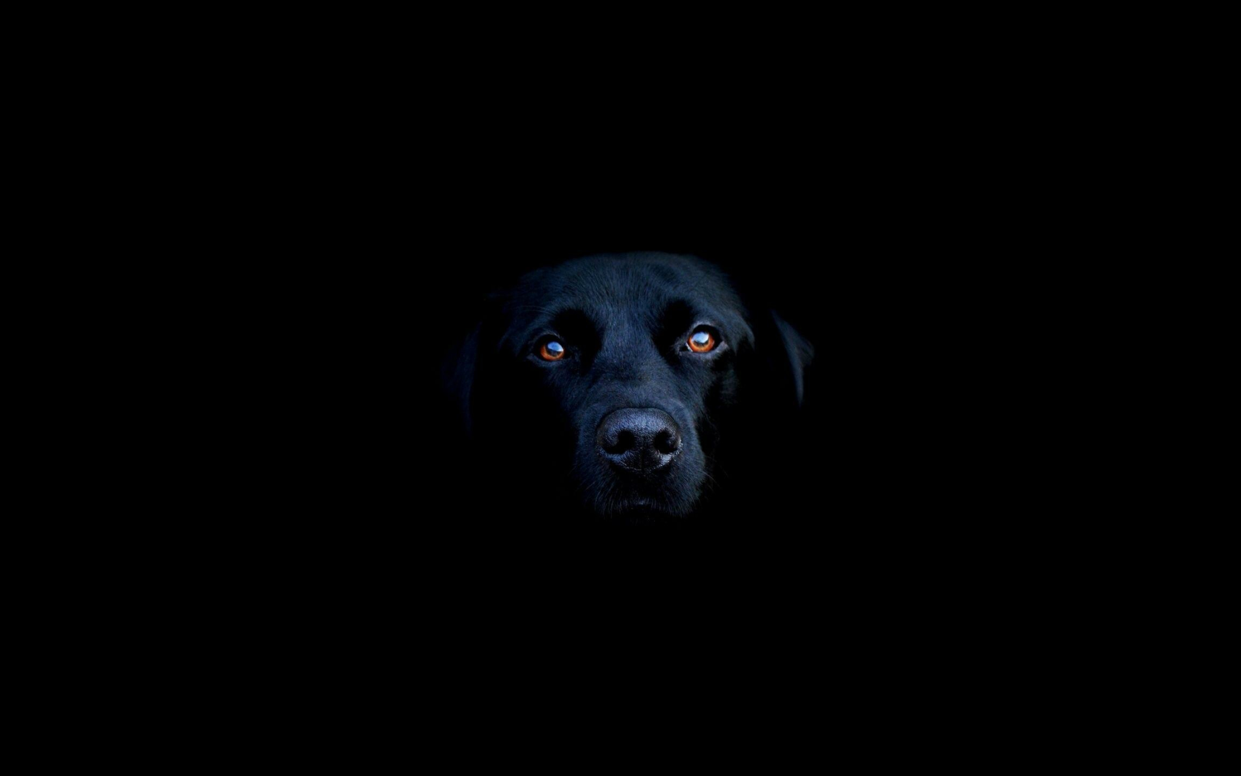 Dog: Canis lupus familiaris, Domestic animal. 2560x1600 HD Background.