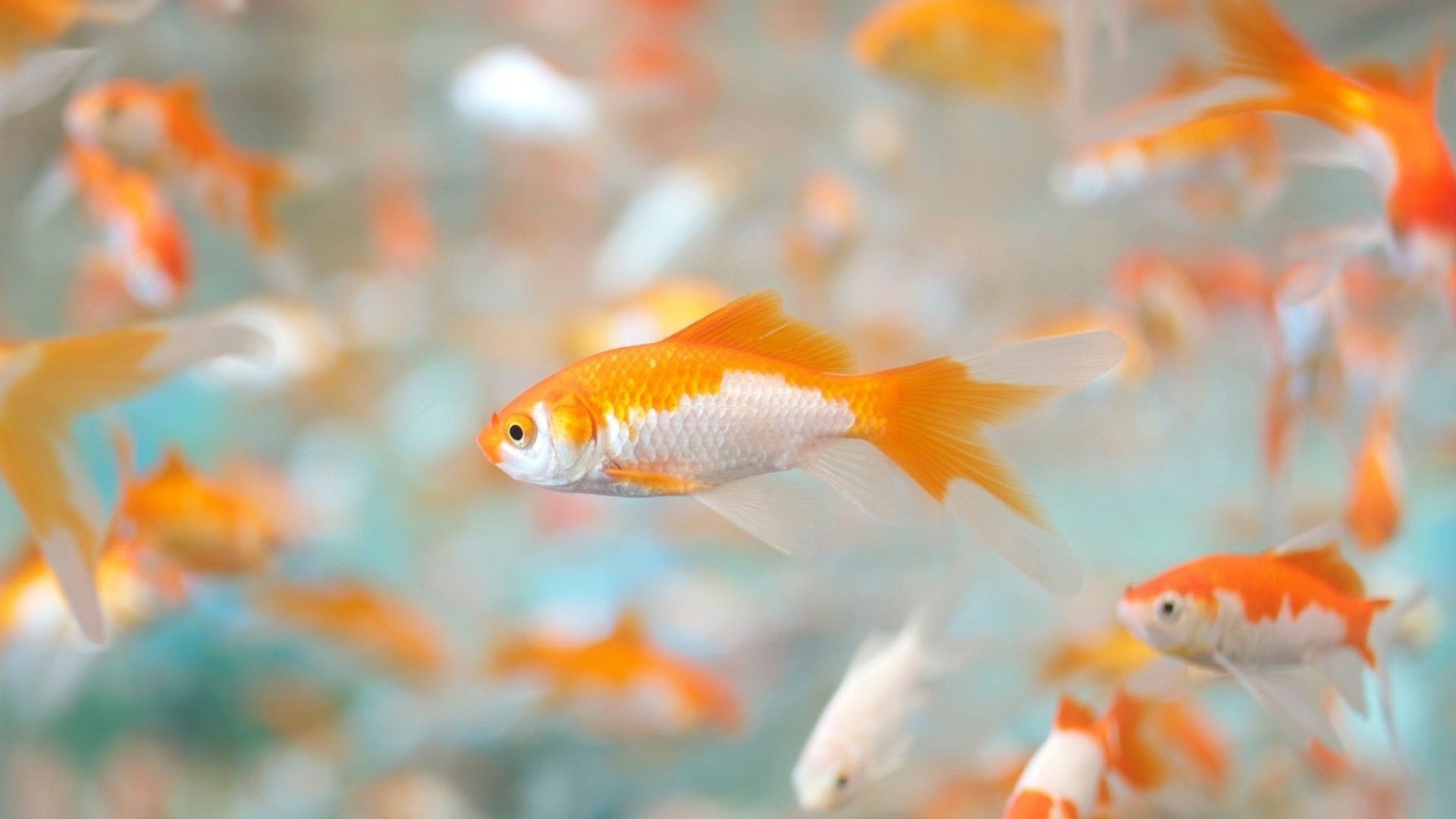 Goldfish: Was selectively bred for color in imperial China more than 1,000 years ago. 1920x1080 Full HD Wallpaper.