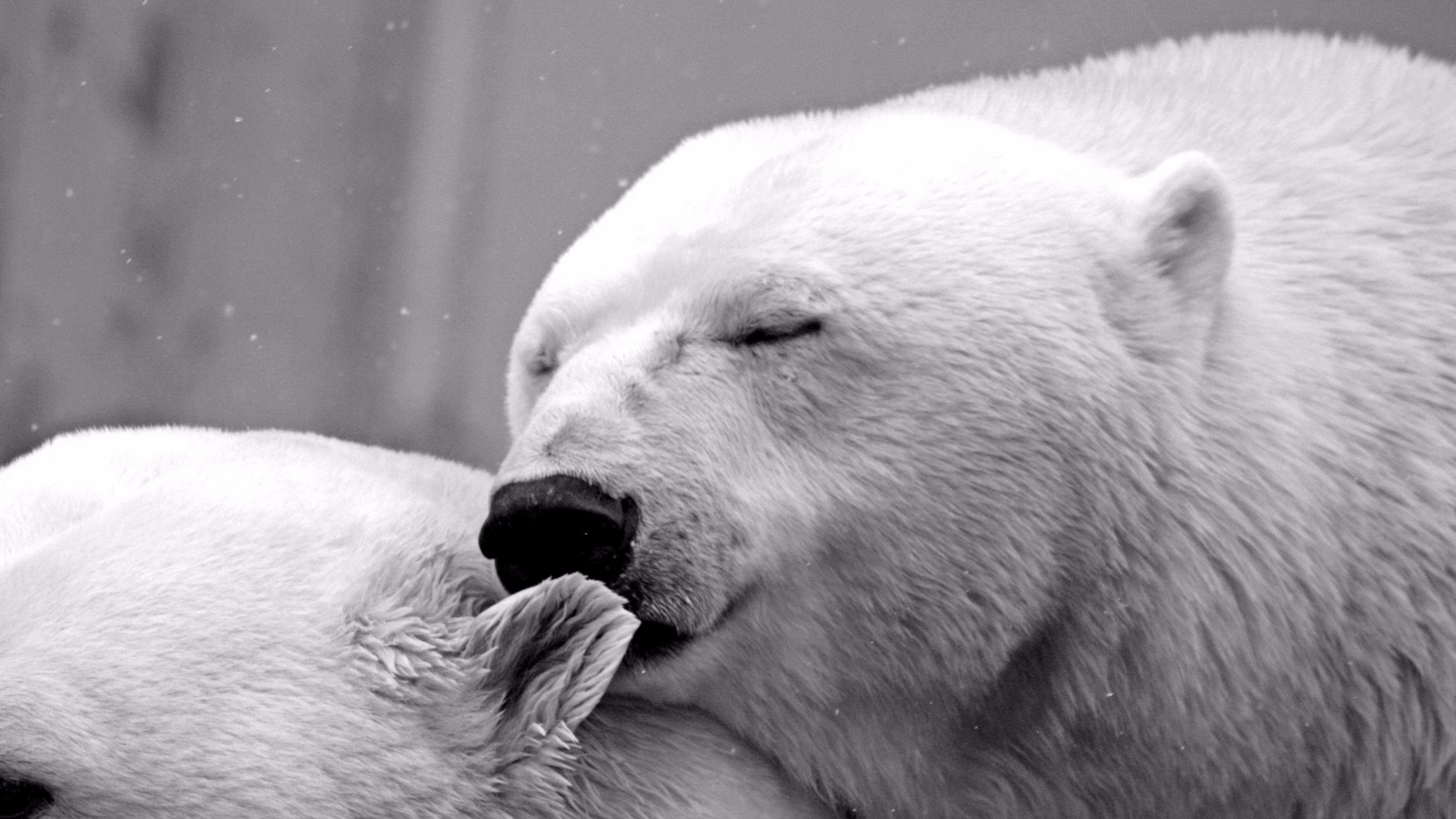 Ice bear wallpaper, Frozen beauty, Arctic adventure, Nature's tranquility, 3840x2160 4K Desktop