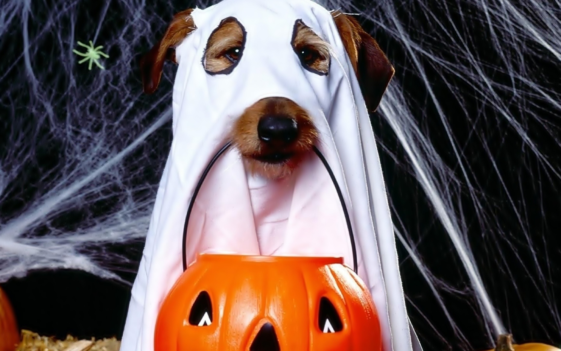 Halloween Pets, Pawsome wallpaper, Ghostly dog, Pumpkin pajk, 1920x1200 HD Desktop