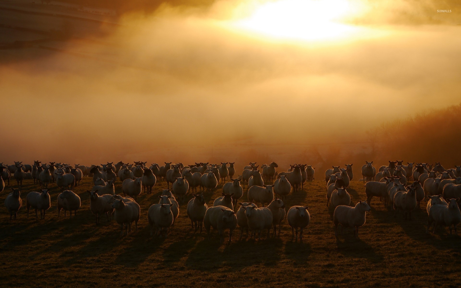 Flock of sheep, Wallpaper for animal lovers, Detailed close-up, Animal photography, 1920x1200 HD Desktop