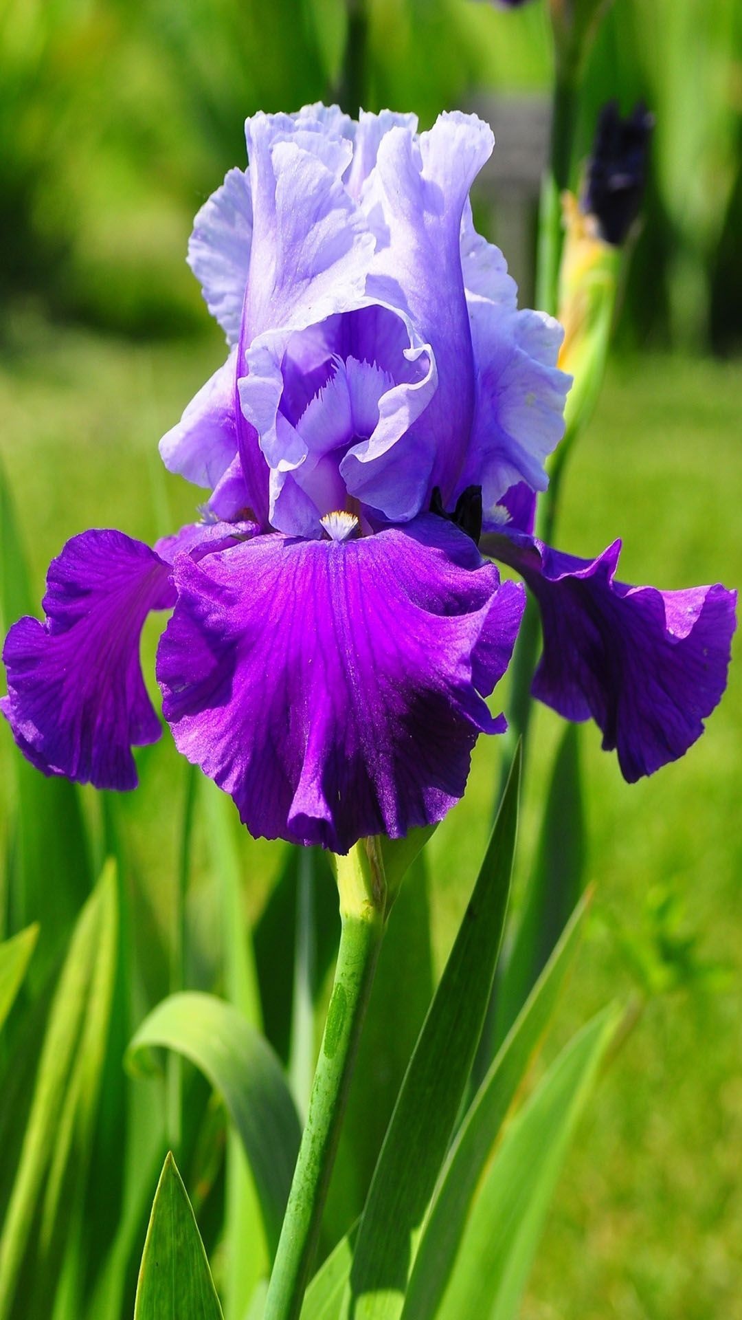 violet iris flower |,&#139 1080x1920