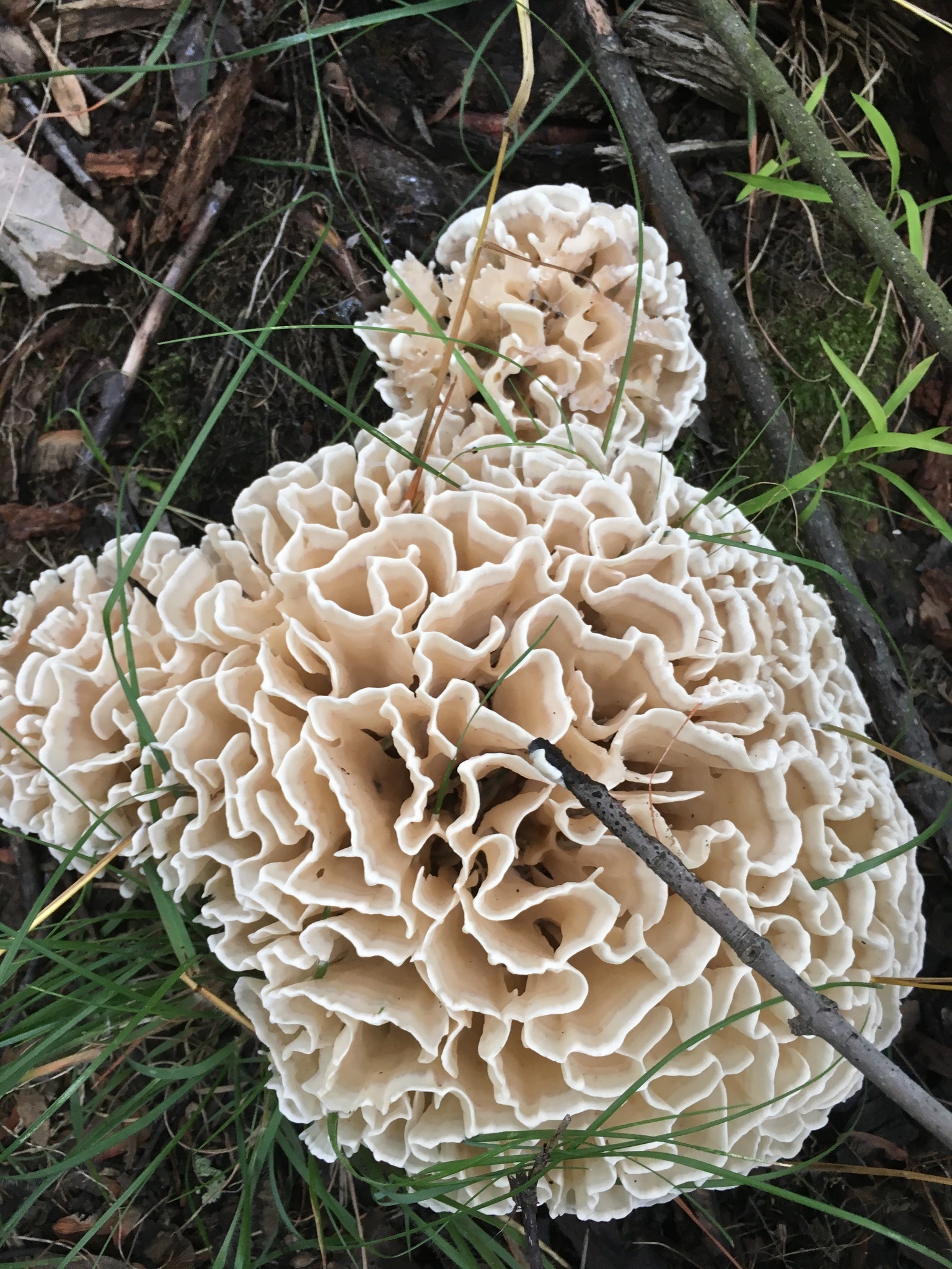 Sparassis genus, Inaturalist United Kingdom, Cauliflower mushrooms, Food, 1540x2050 HD Phone