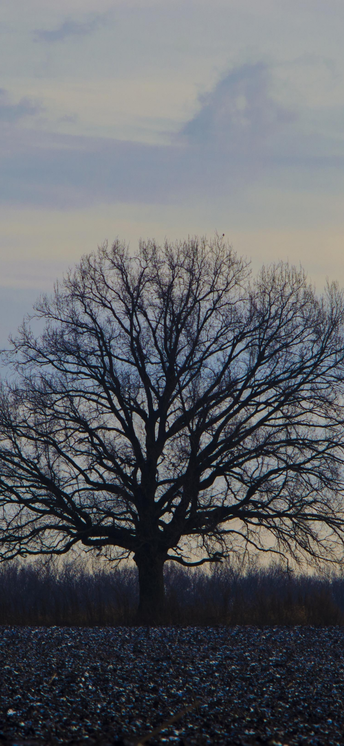 Oak Tree, Oak tree sunset, Landscape beauty, Evening scene, 1130x2440 HD Phone