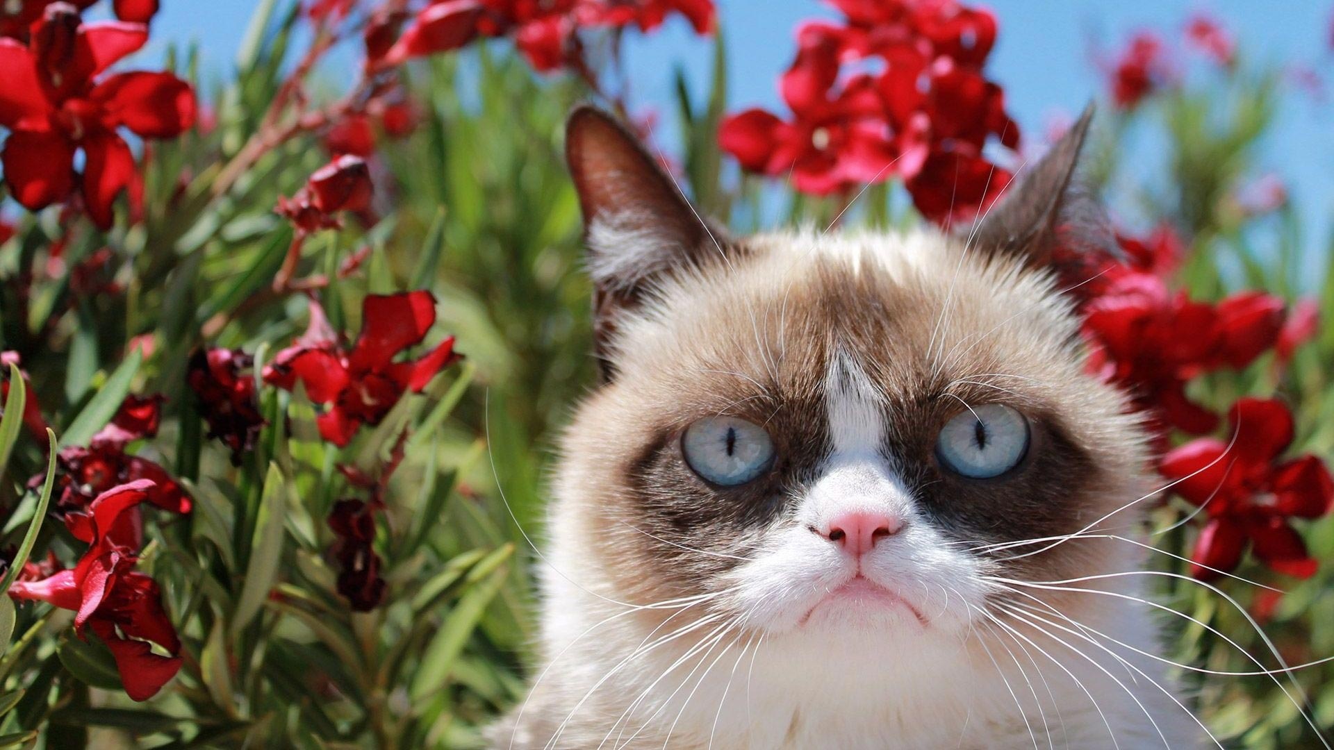 Grumpy Cat, Internet meme, Feline celebrity, Top backgrounds, 1920x1080 Full HD Desktop