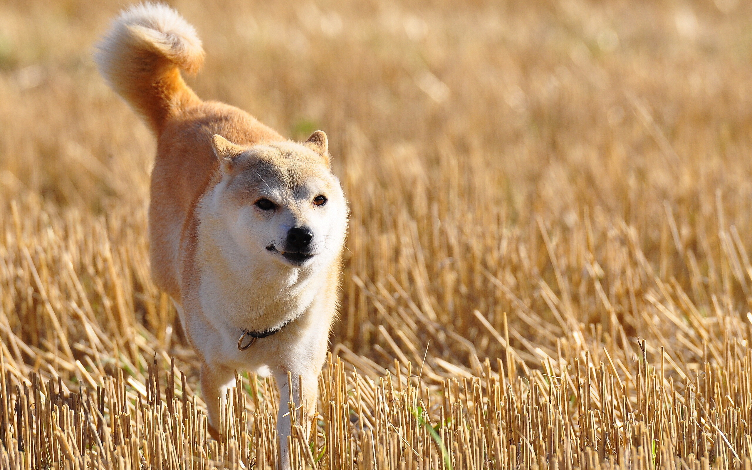 Shiba Inu: The breed with a distinct bloodline, temperament, and smaller size than other Japanese dog breeds. 2560x1600 HD Wallpaper.
