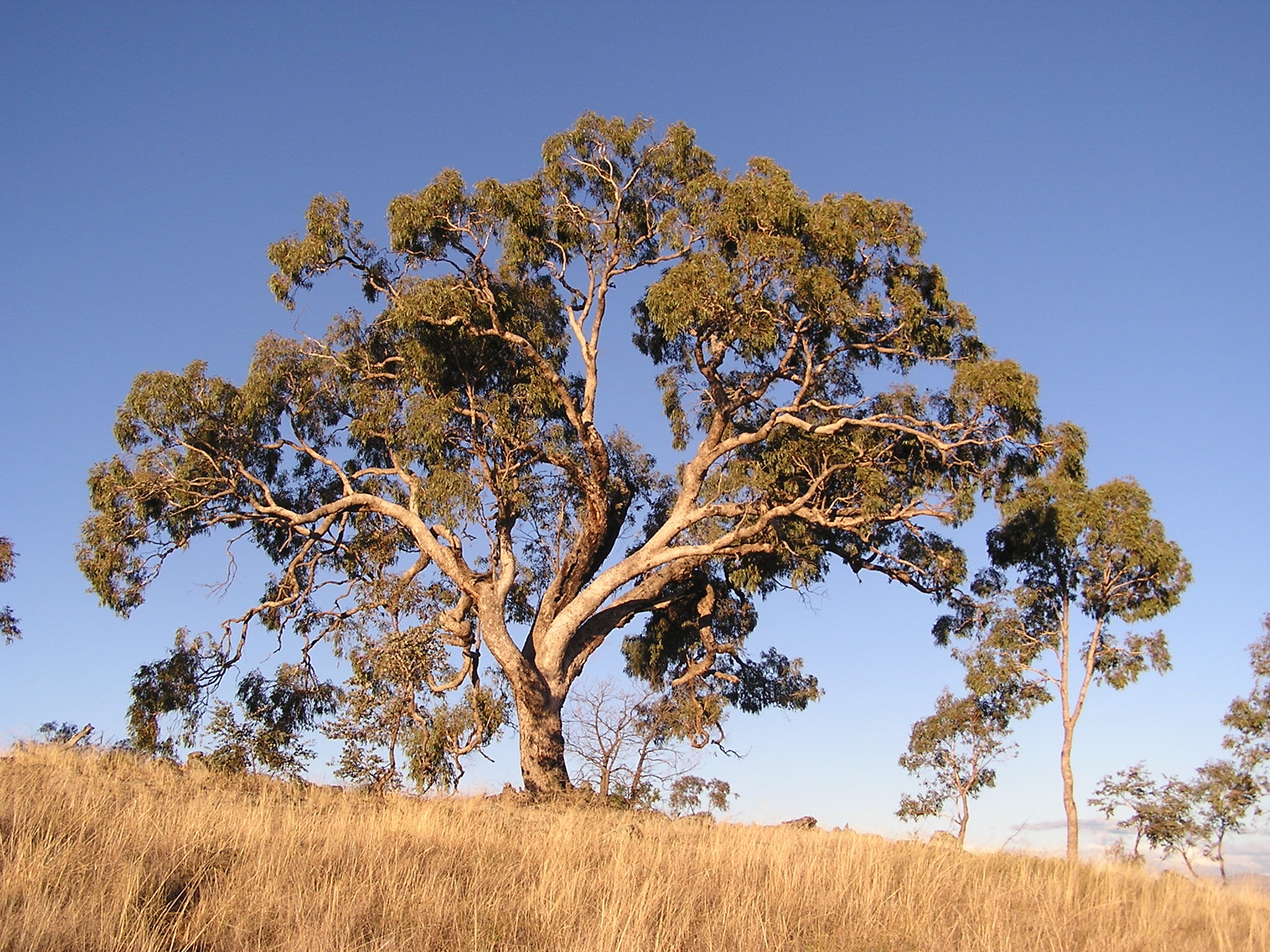 Eucalyptus bridgesiana, Wikipedia, 2050x1540 HD Desktop