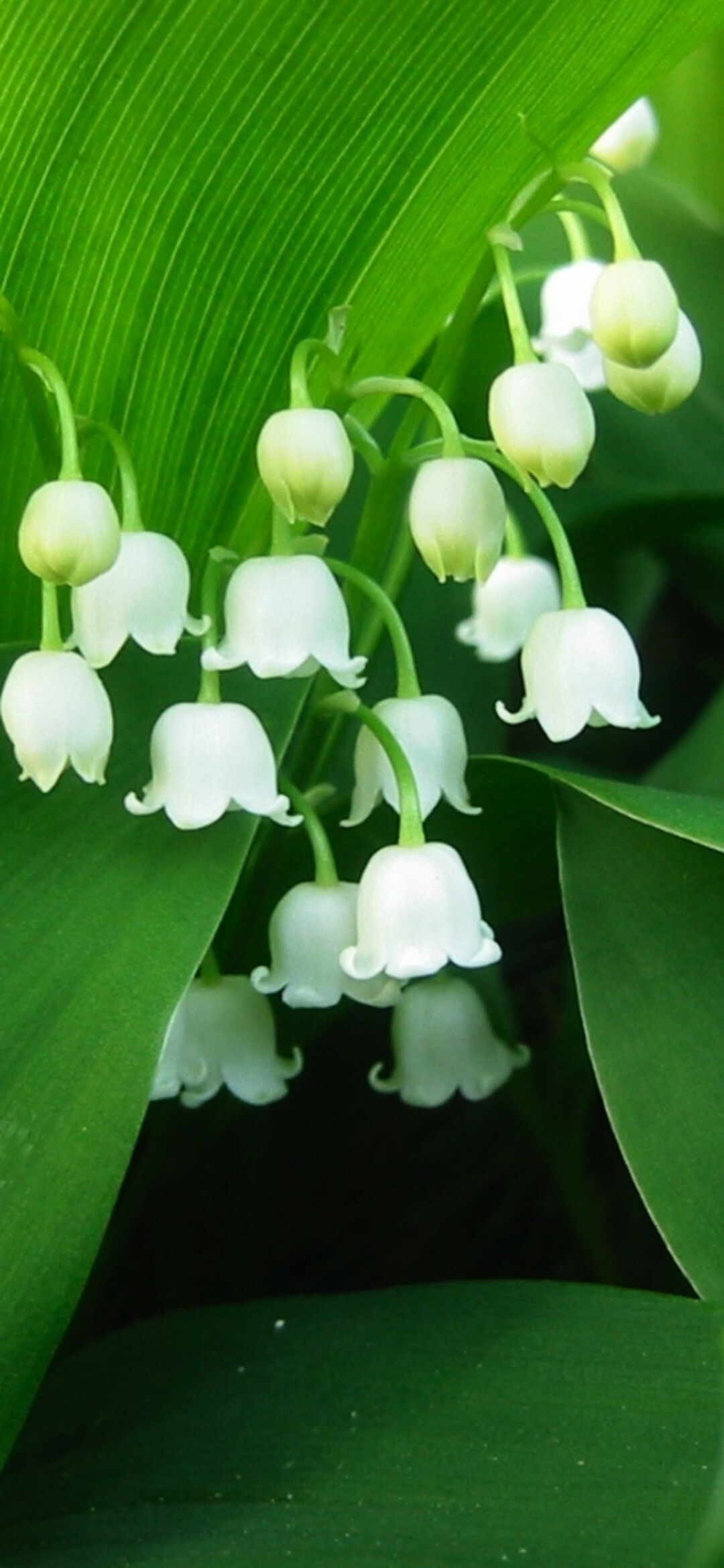Lily of the Valley: Signifying the return of happiness, the plant is synonymous with the month of May, and it is indeed the birth flower of May. 1080x2340 HD Background.
