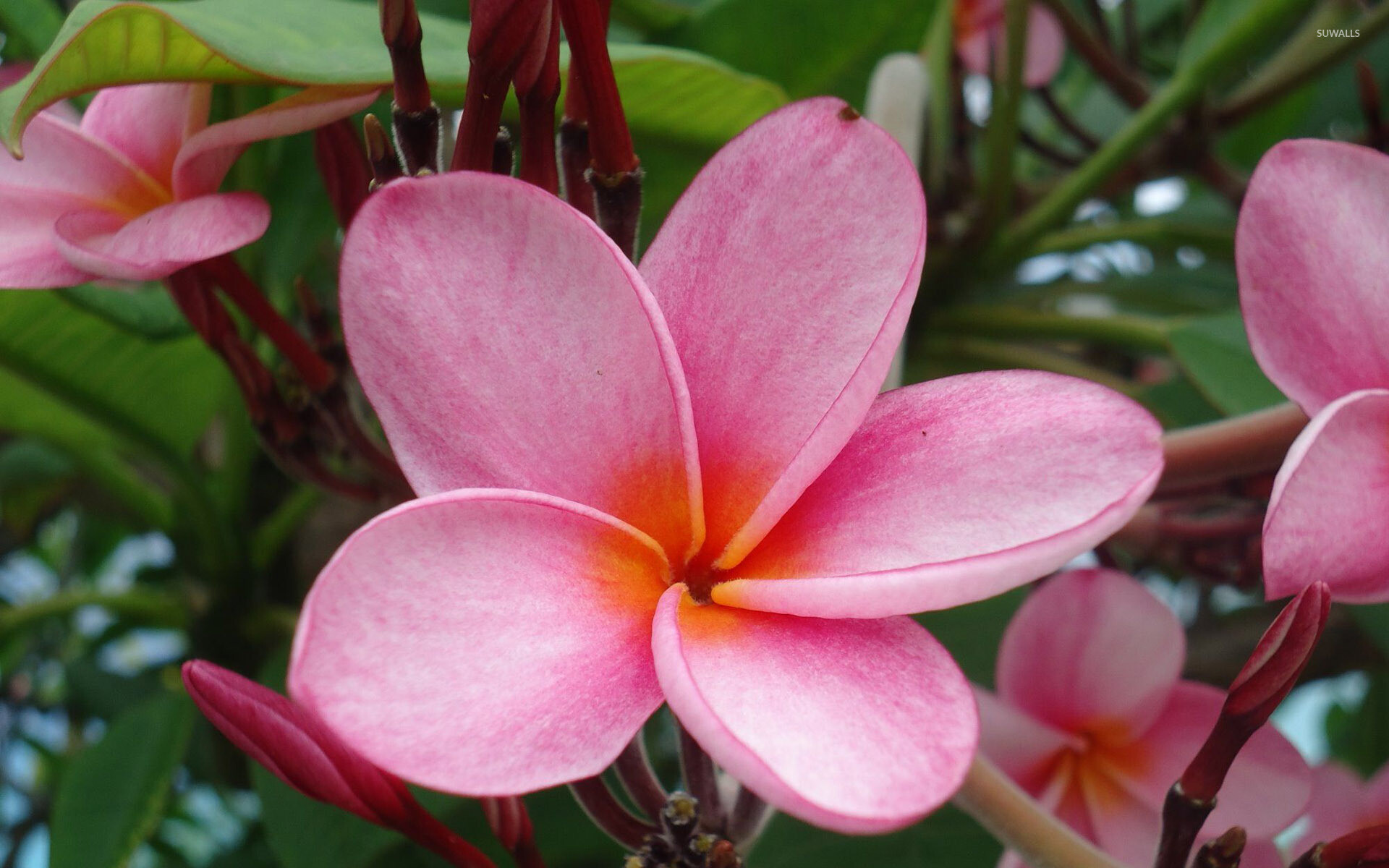 Frangipani Flower: From early summer through fall, clusters of five-petaled flowers bloom amid the leaves. 1920x1200 HD Wallpaper.