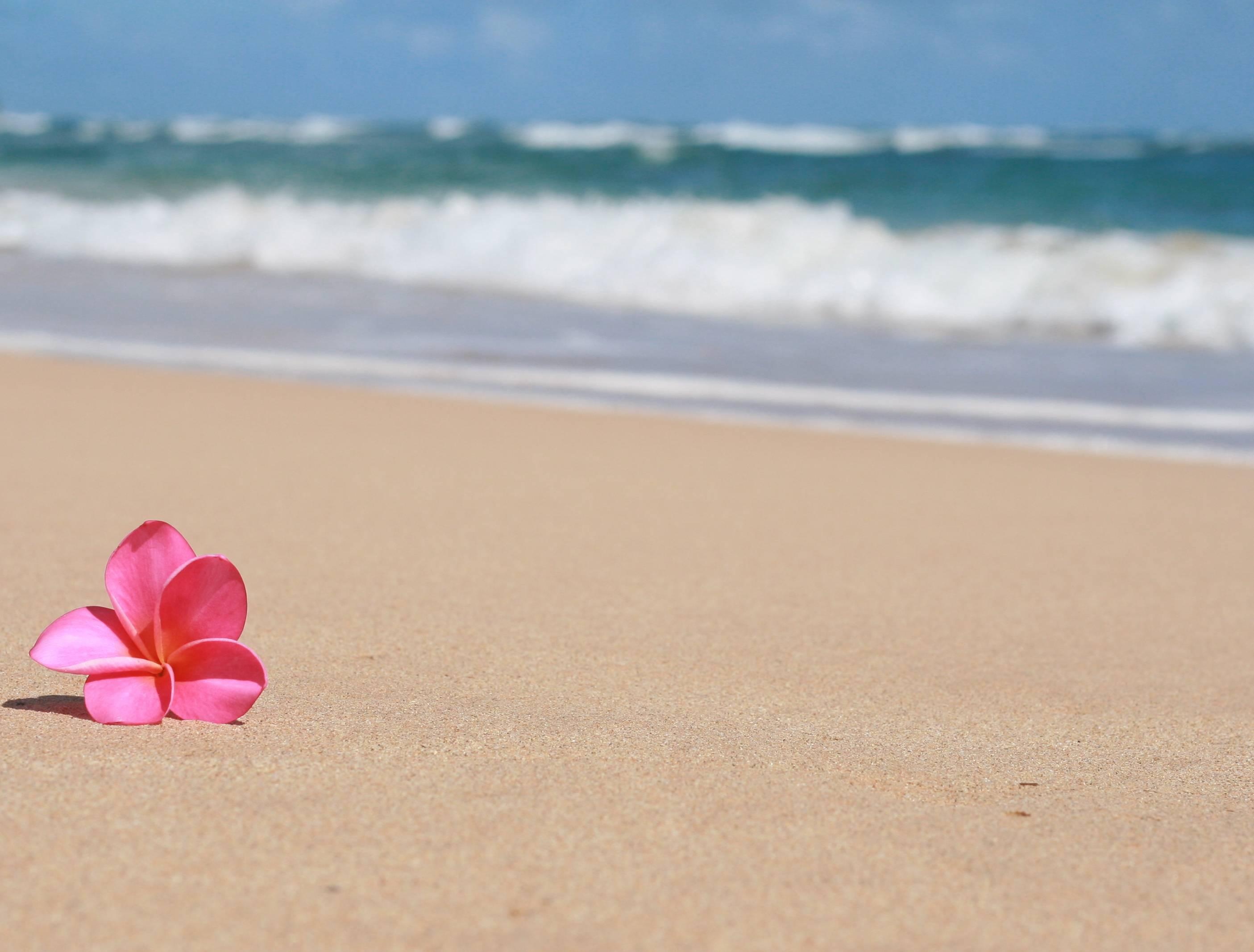 Free download Beautiful Frangipani Plumeria Tropical Flower on Sandy Beach Hawaii HQ for your Desktop, Mobile \u0026 Tablet | Explore 46+ Beautiful Hawaiian Flower Garden Wallpaper | Flower Garden Wallpapers for 2810x2140