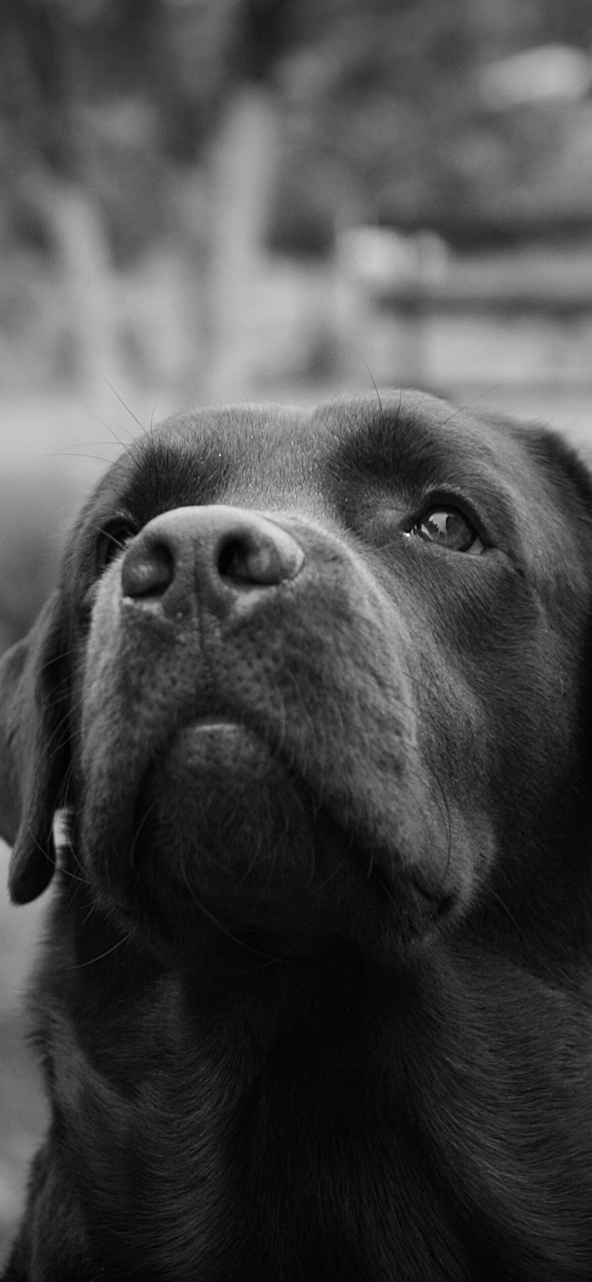 Labrador Retriever: The first photograph of the breed was taken in 1856. 1170x2540 HD Wallpaper.