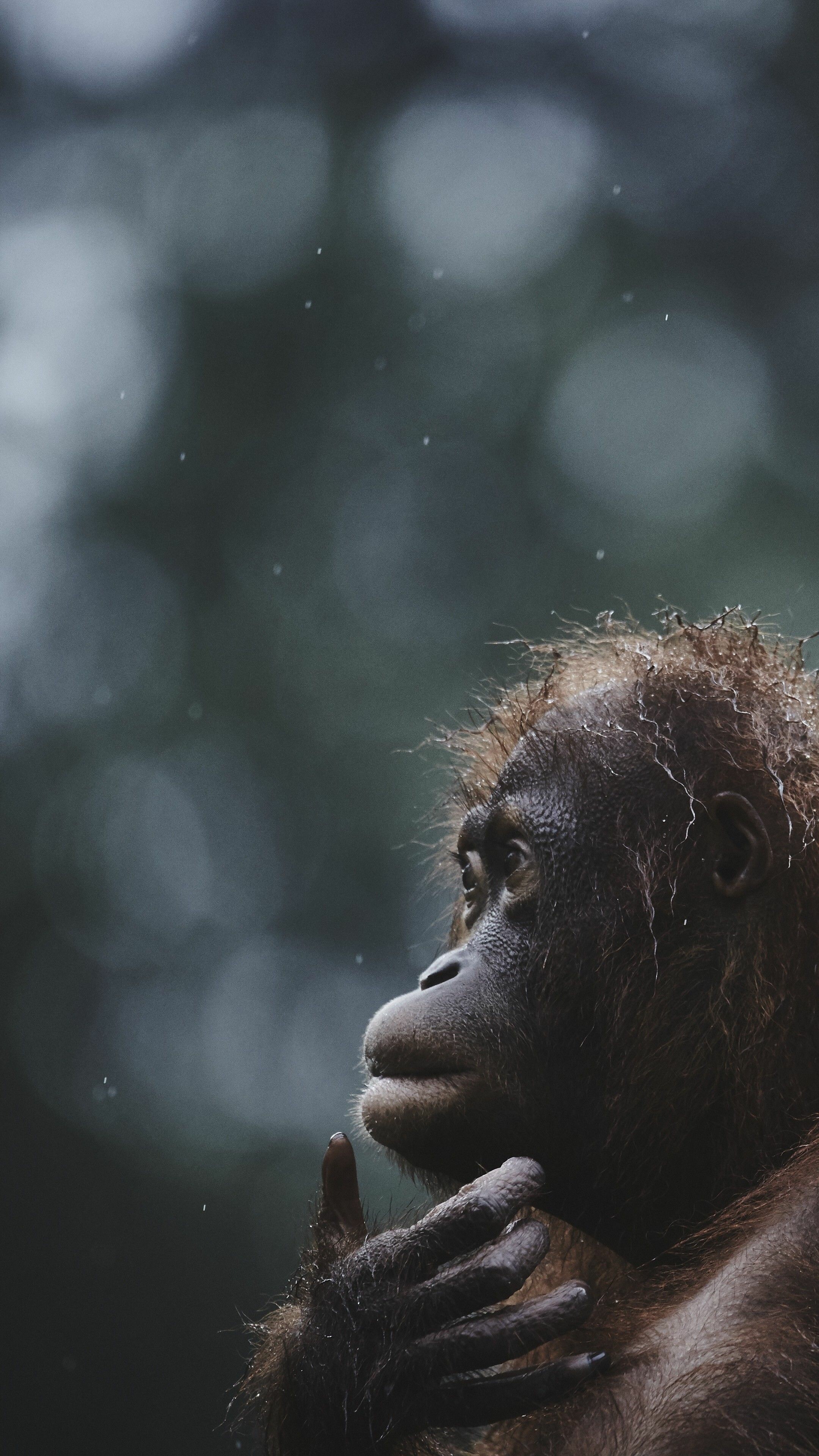 National Geographic: Living organisms, Orangutan, Rainforest, Terrestrial animal. 2160x3840 4K Background.