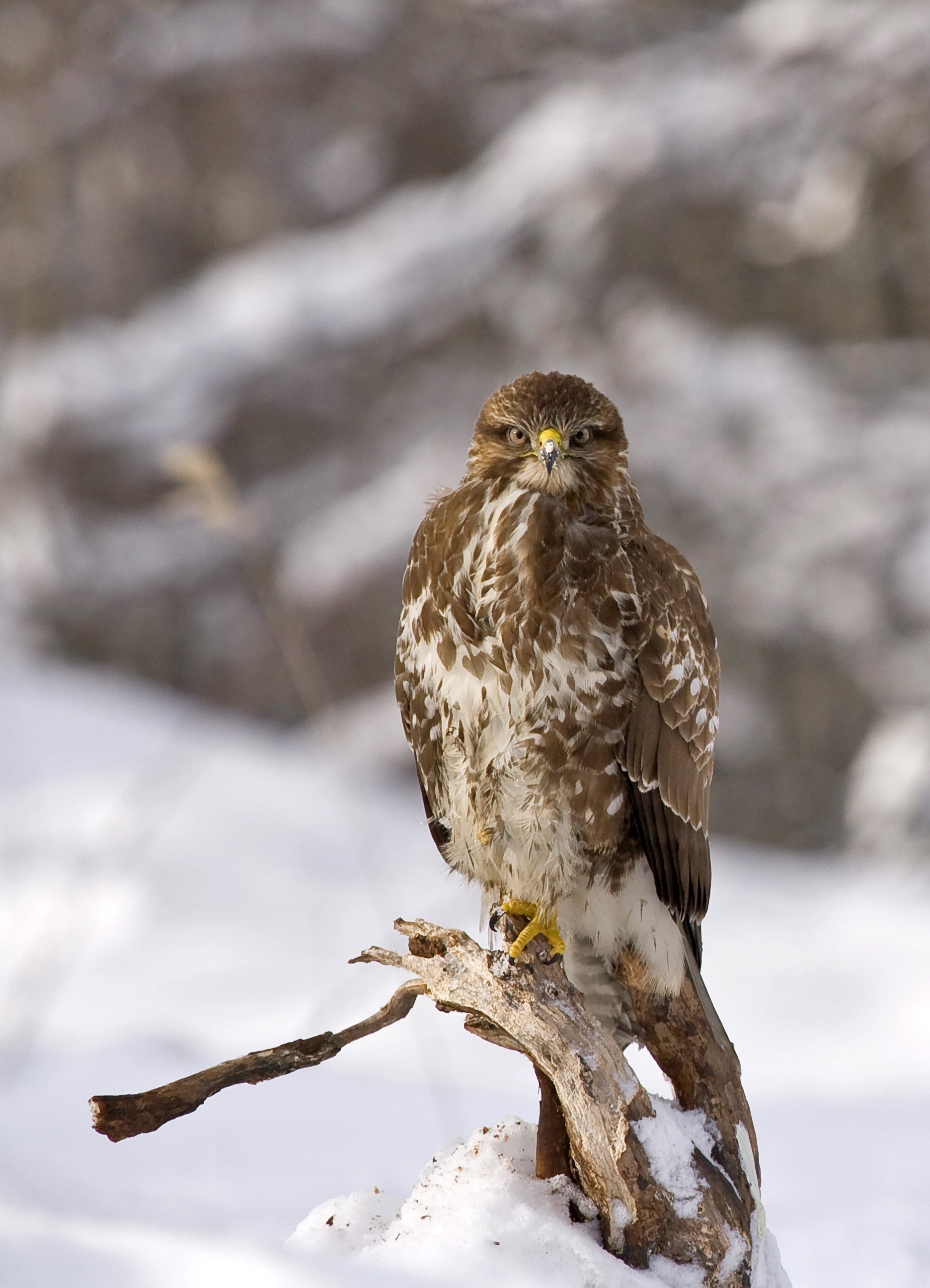 Buzzard (Animal), Best buzzard photos, Stunning bird images, Free download, 1880x2600 HD Phone