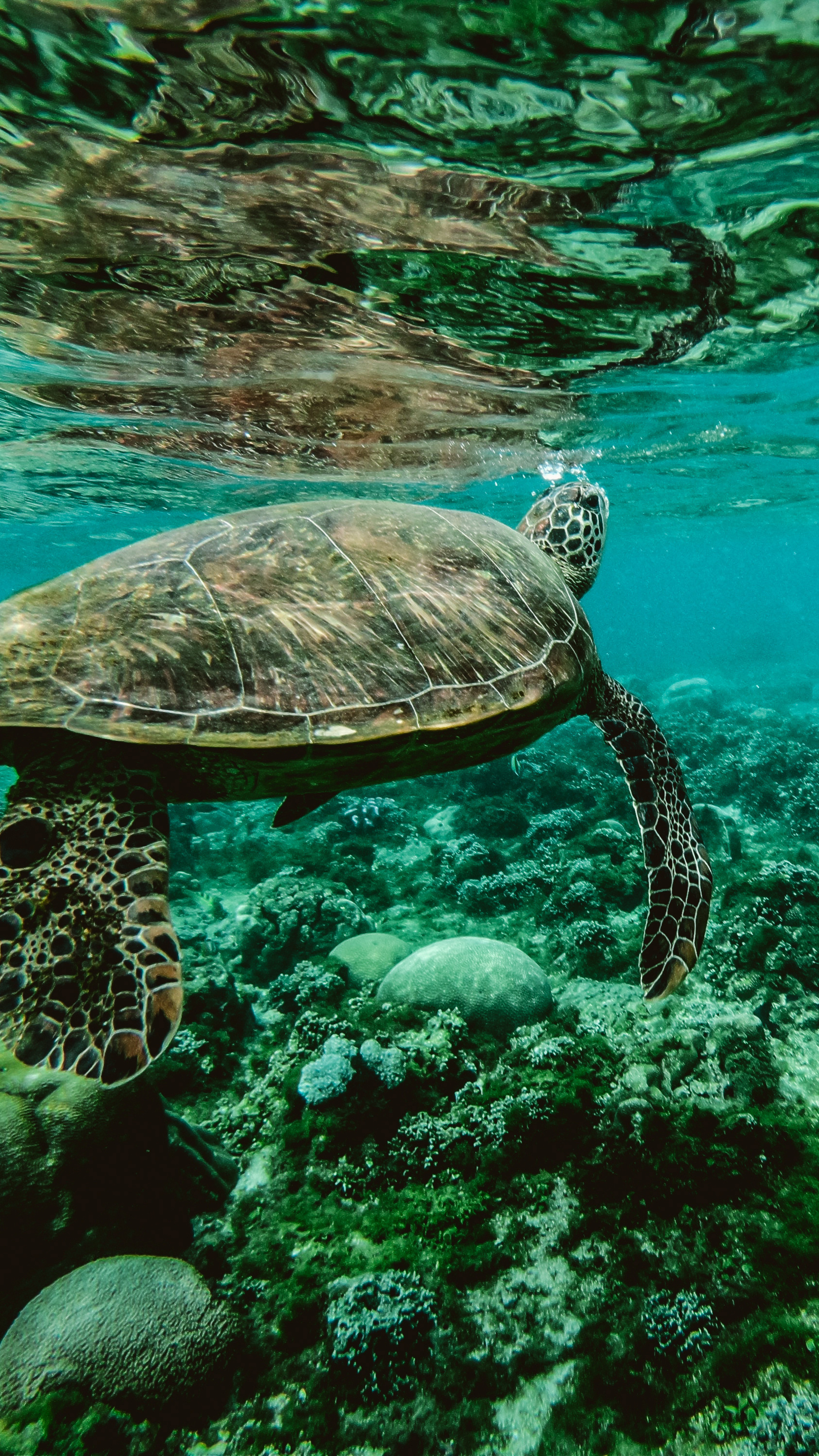 Turtle underwater, Sony Xperia, HD wallpapers, Underwater beauty, 2160x3840 4K Phone