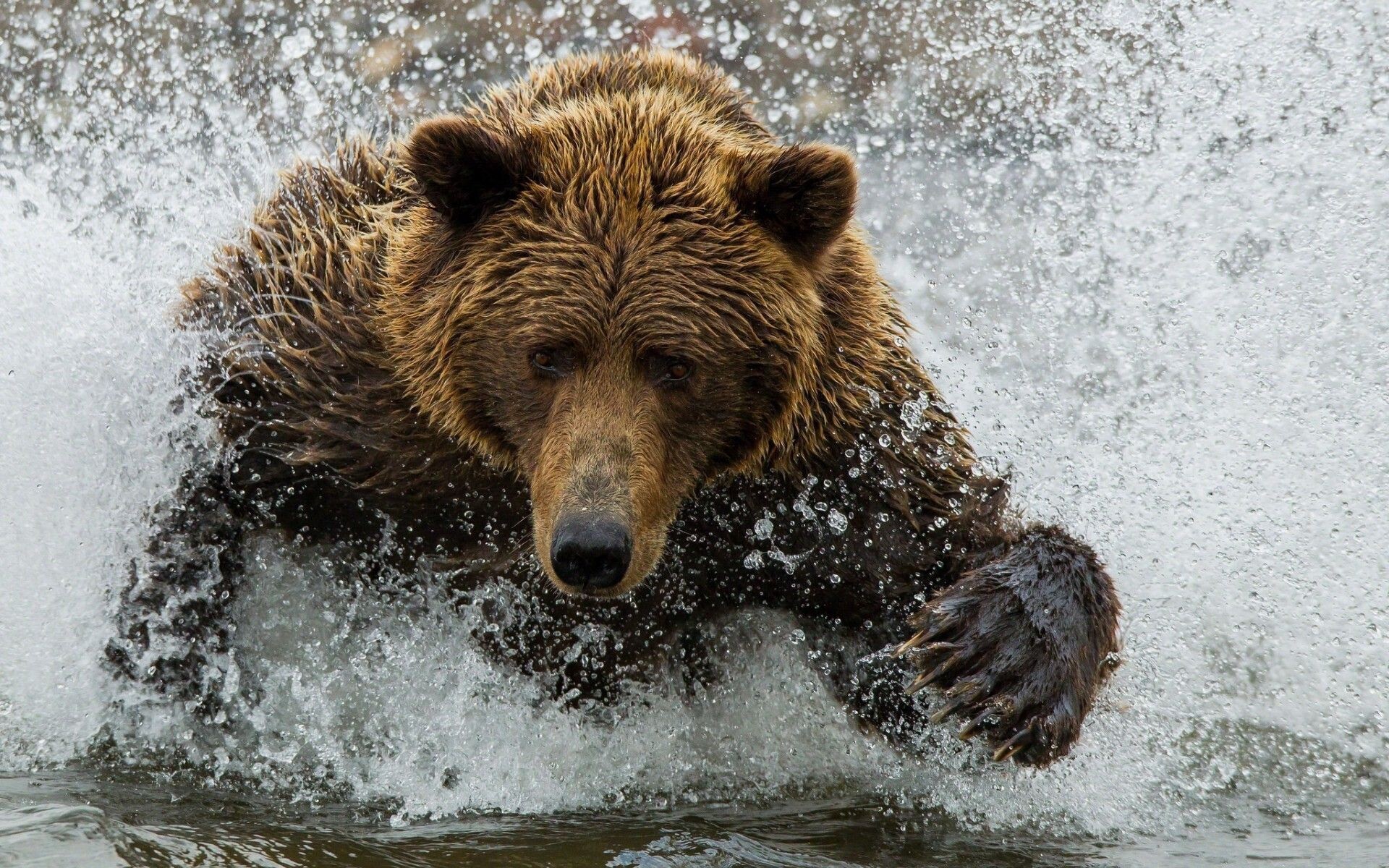 Bear: Grizzly, Ursus arctos horribilis, North American species. 1920x1200 HD Wallpaper.