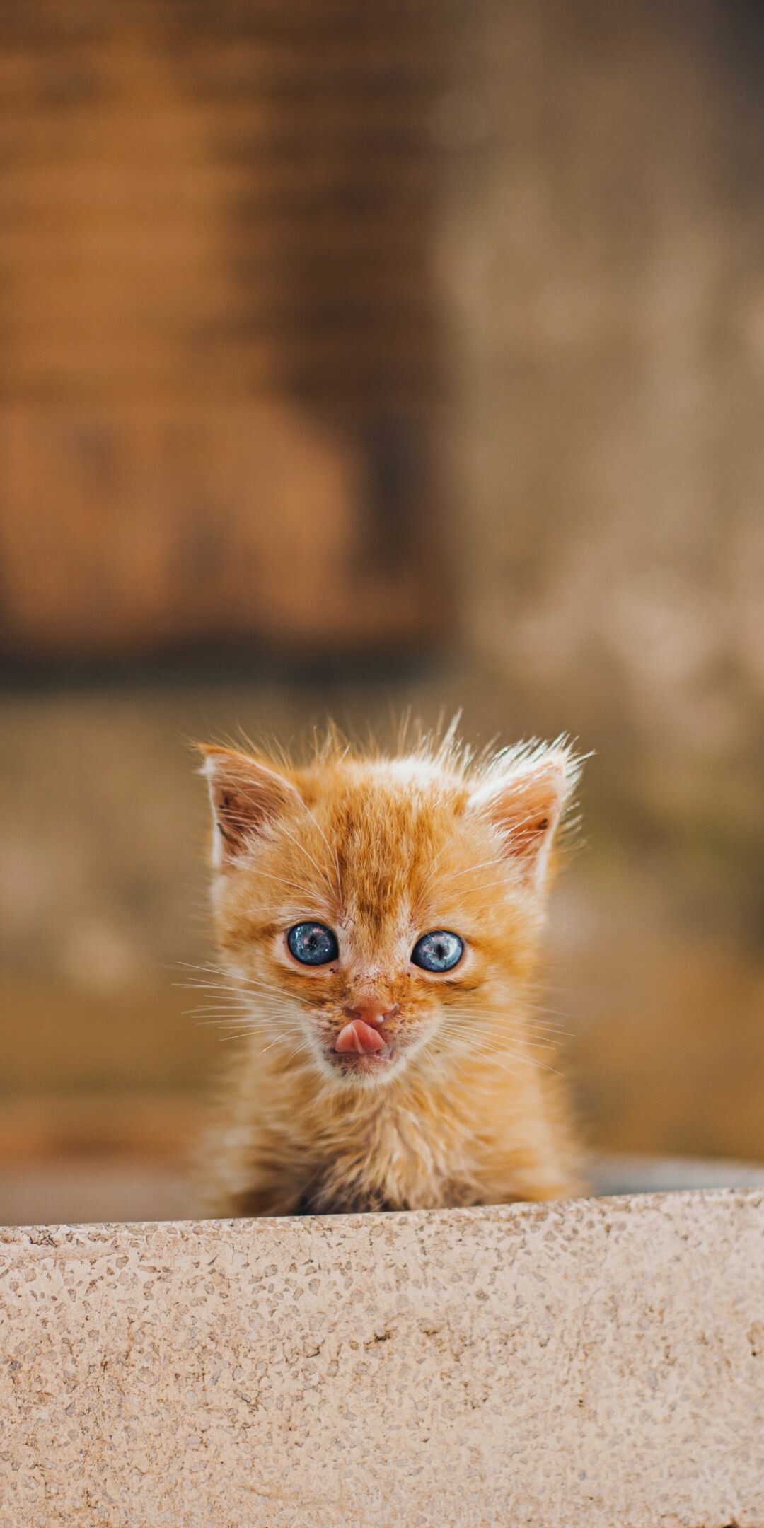 Kitten: A member of the Felidae, Commonly kept as a house pet, Cat. 1080x2160 HD Background.