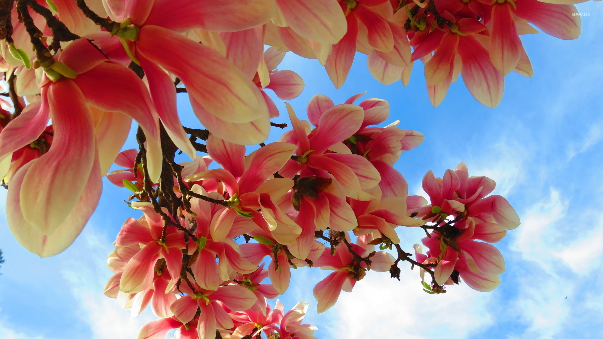 Beautiful magnolias, Floral wallpapers, Nature's splendor, Blossom in full, 1920x1080 Full HD Desktop