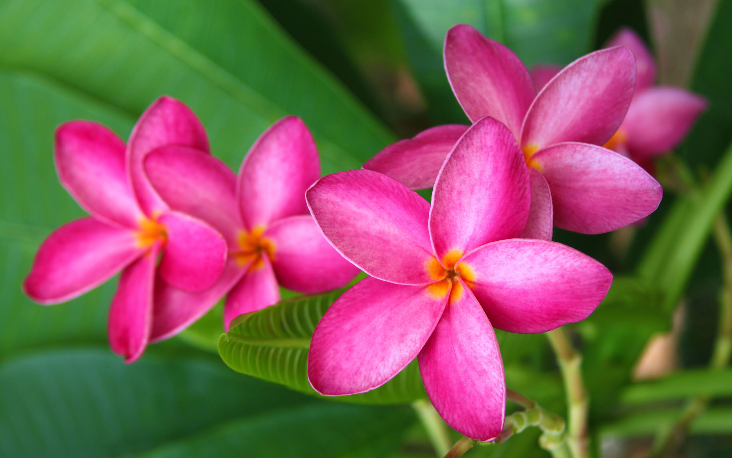 Frangipani Flower: P. pudica is one of the everblooming types with nondeciduous, evergreen leaves. 2560x1600 HD Wallpaper.
