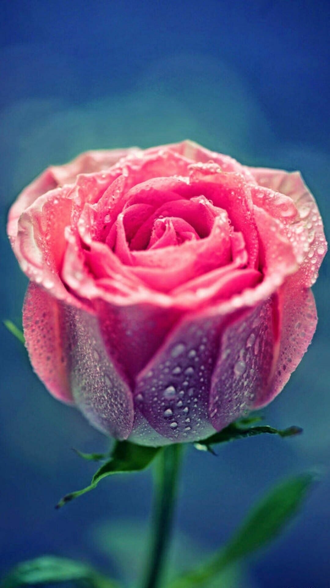 Rose: Roses are often bred for new and intriguing color combinations which can fetch premium prices in the market. 1080x1920 Full HD Background.