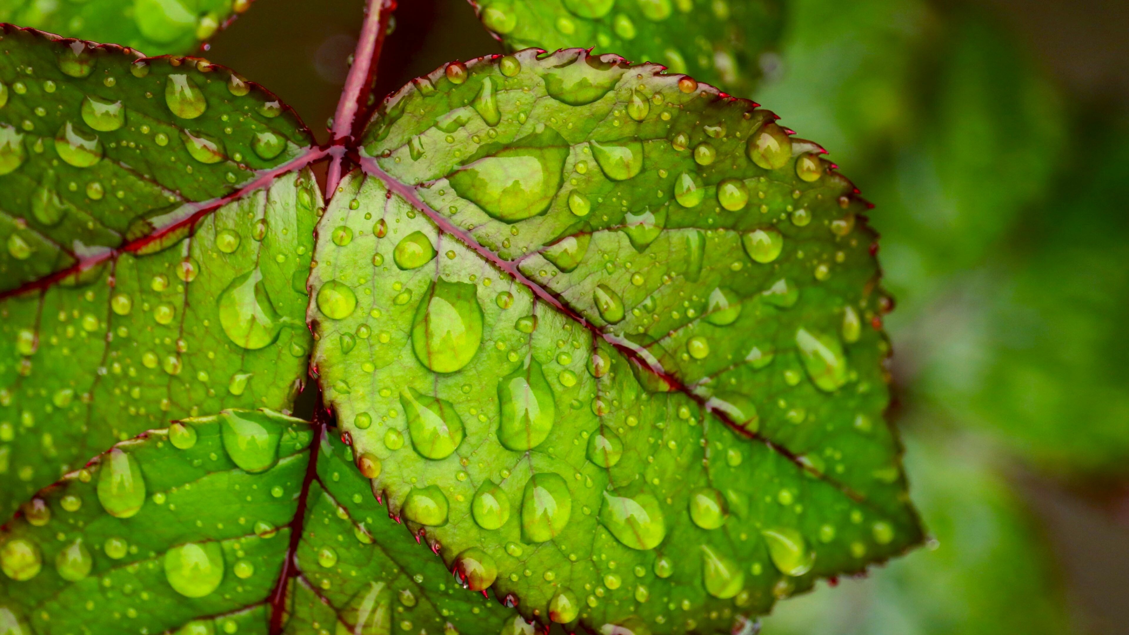 Leaf: Water droplets, Autotrophic green plants, Vegetation. 3840x2160 4K Background.