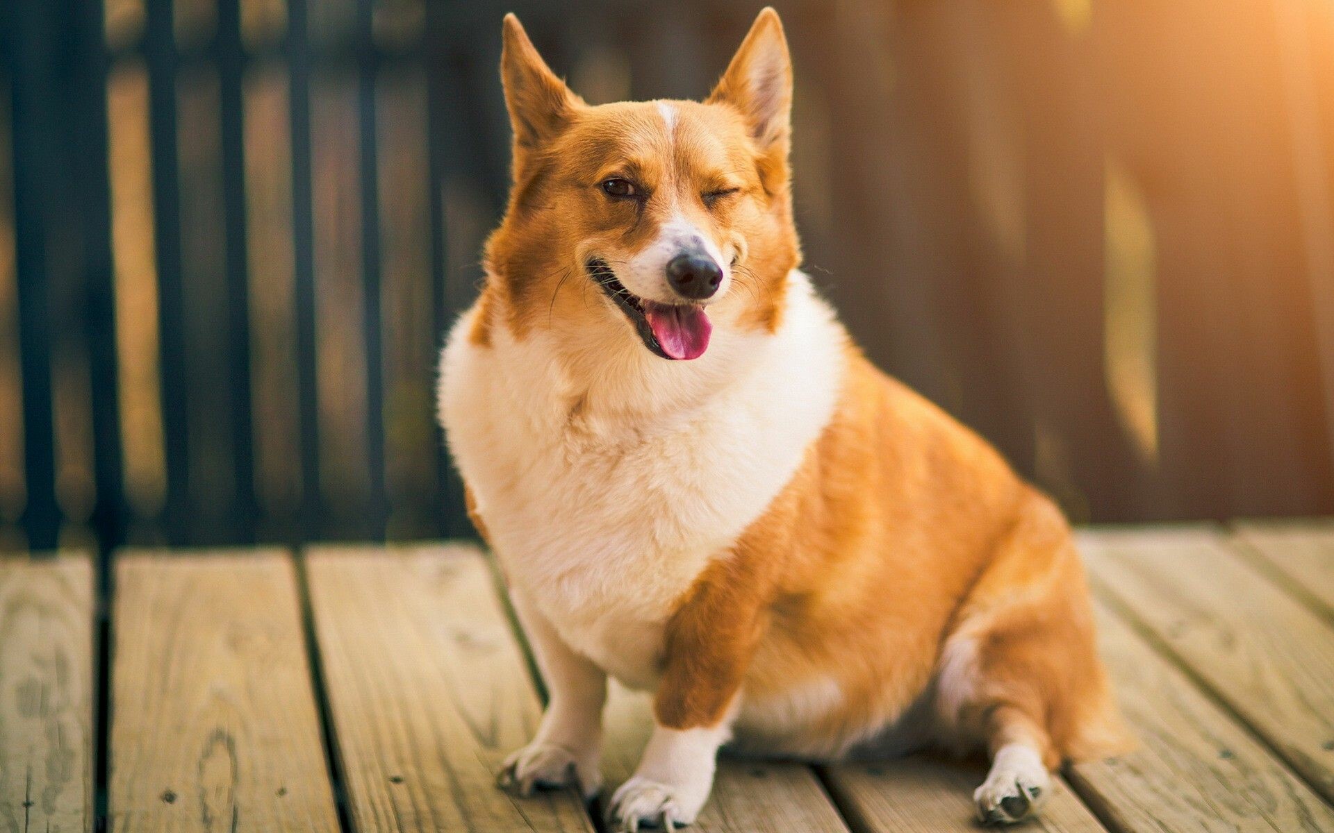 Corgi: Ranked 11th most popular breed of dog in 2020 according to the American Kennel Club. 1920x1200 HD Wallpaper.