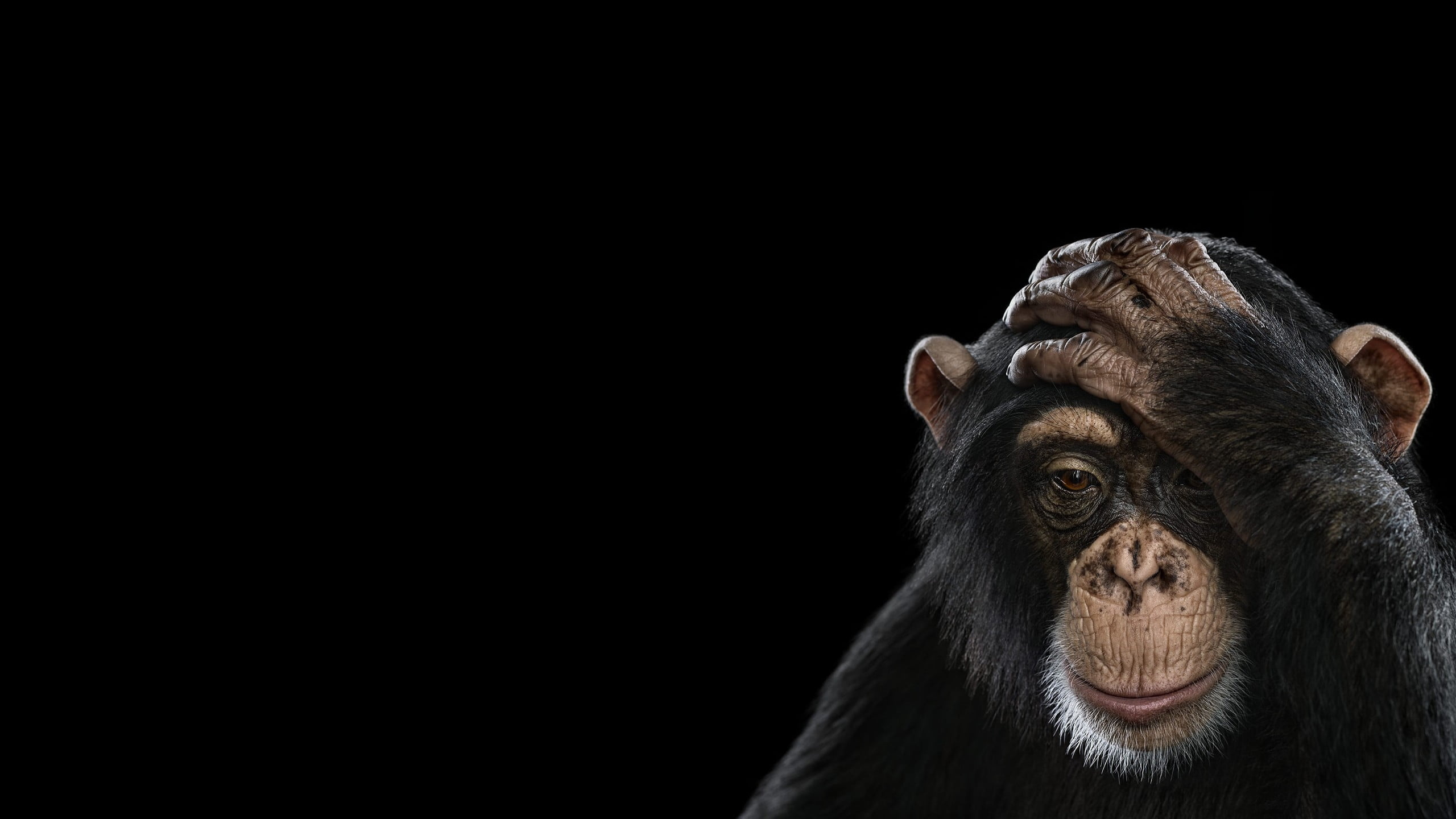 Dark monkey wallpaper, Mysterious monkey, Primate mystery, Shadowy creature, 2560x1440 HD Desktop