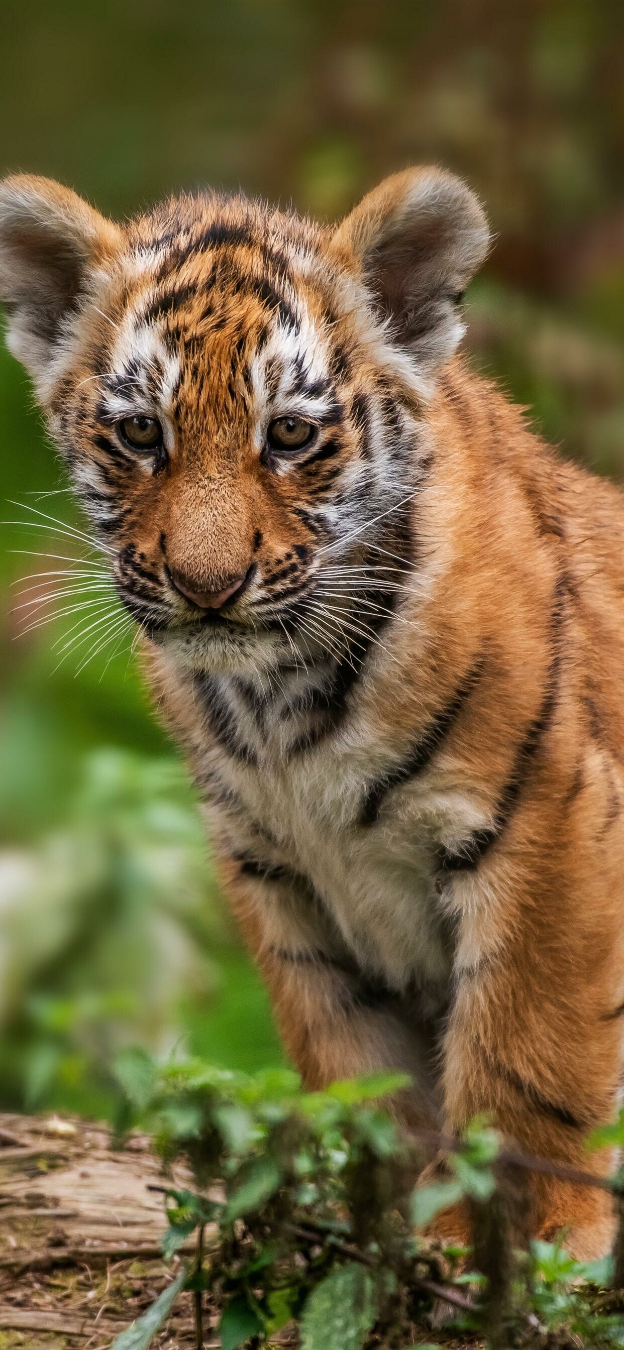 Tiger Cub: There are three other color variants – white, golden and nearly stripeless snow white. 1250x2690 HD Wallpaper.