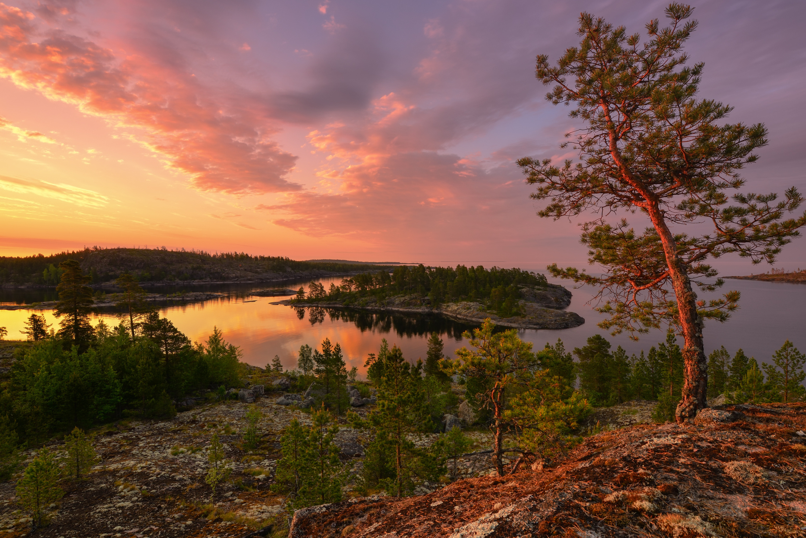 Ladoga Lake, Trees Ladoga Karelia, Islet lake vegetation, Russia beautiful views, 2560x1710 HD Desktop