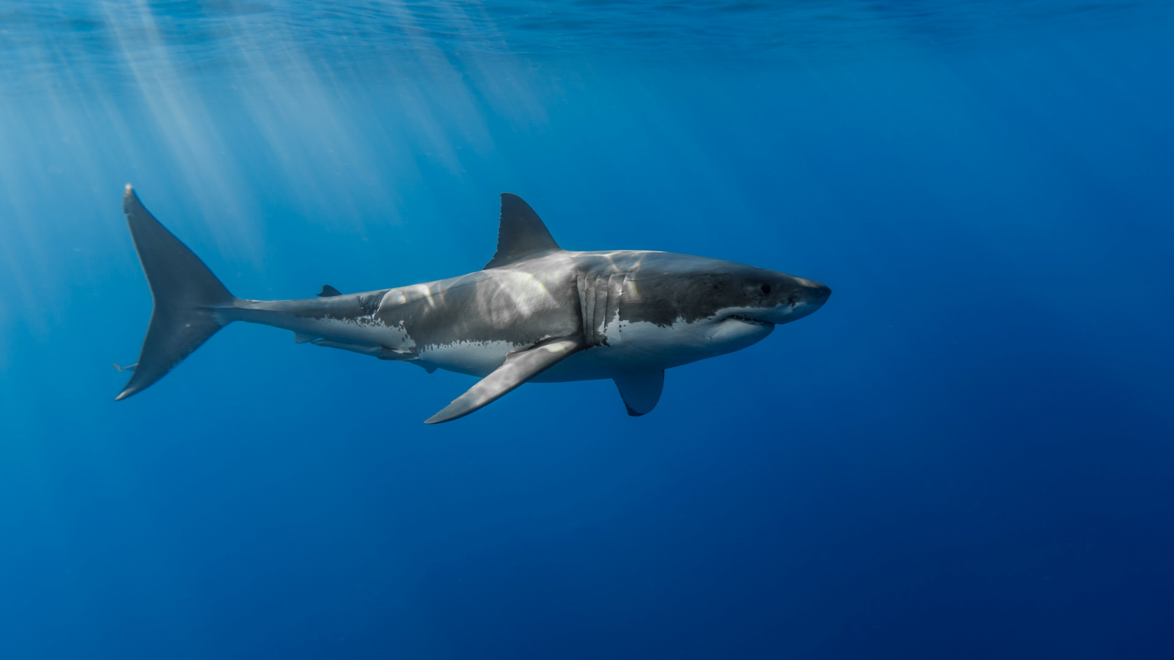 Shark: Modern species are classified within the clade Selachimorpha. 3840x2160 4K Background.