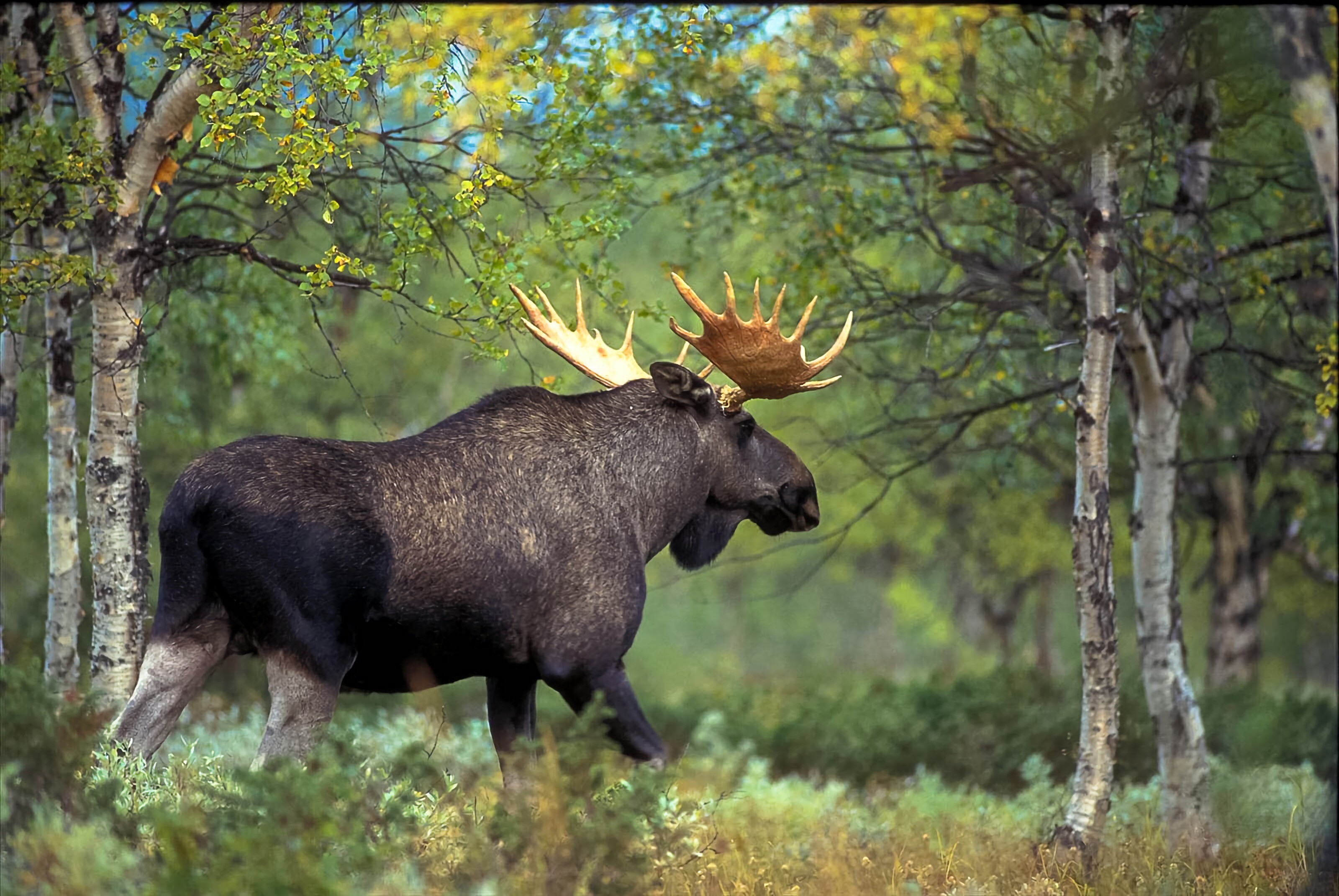 Elk (Animals), Nature's artistry, Tranquil oasis, Forest symphony, 3200x2150 HD Desktop