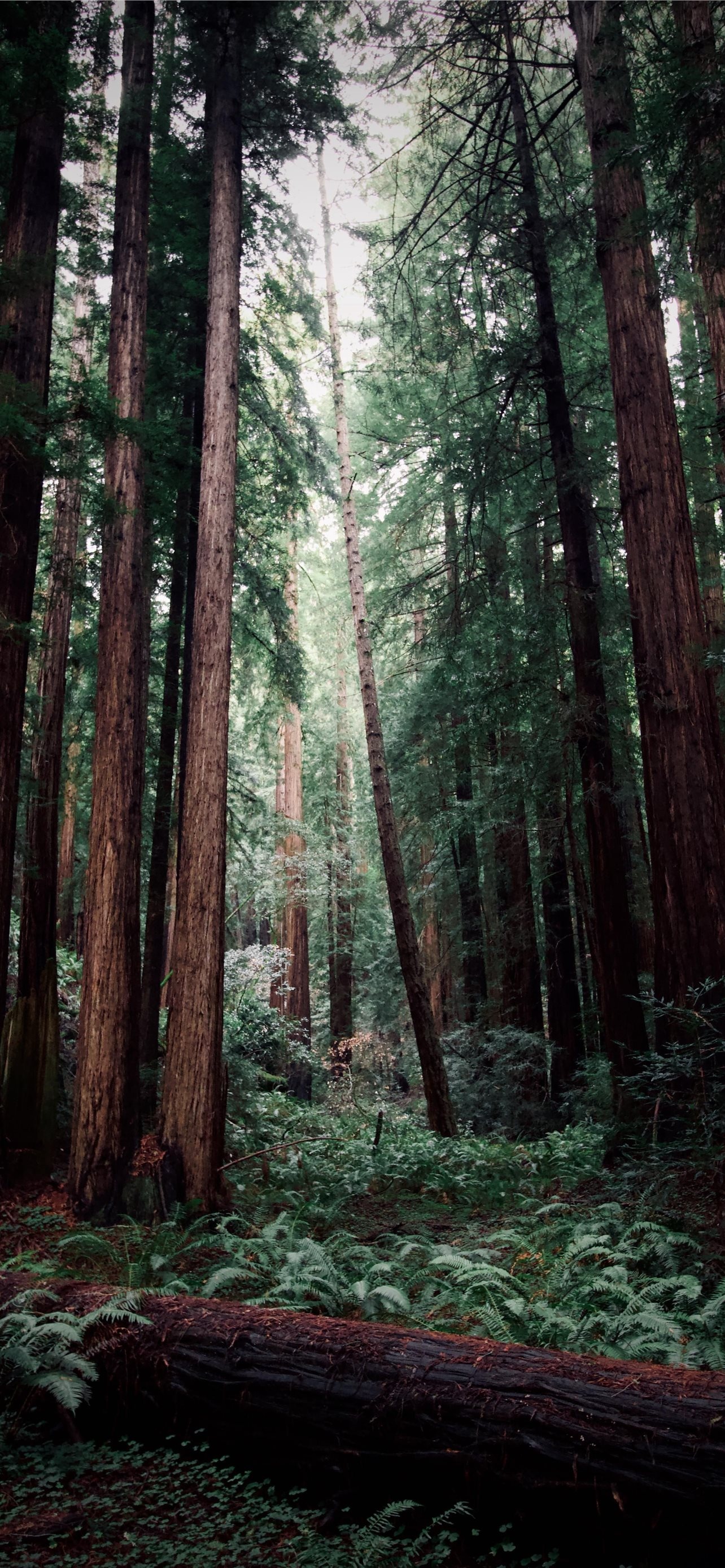 Muir Woods national monument, Scenic hikes, Ancient redwoods, Historic landmarks, 1290x2780 HD Phone