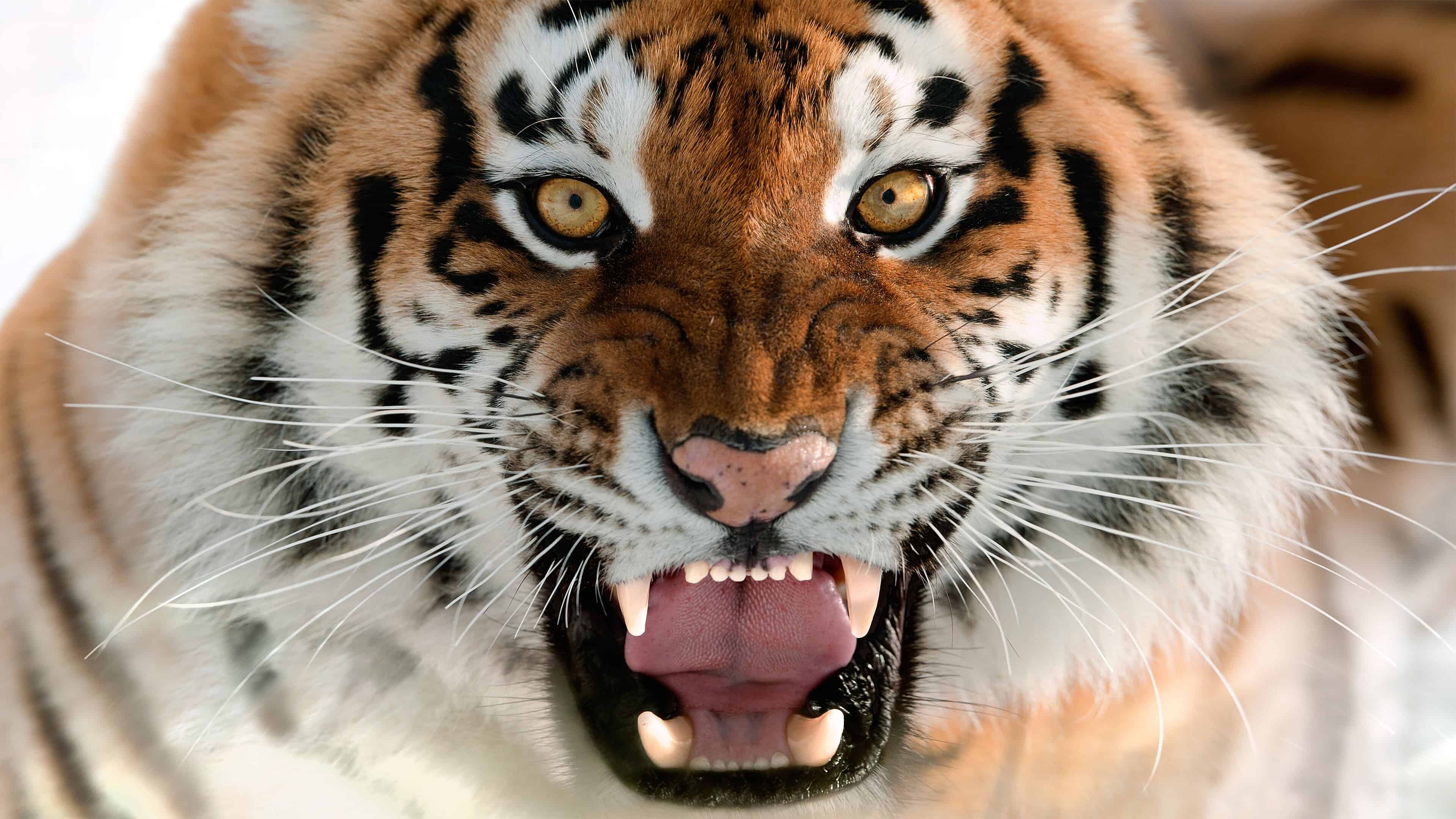 Tiger: It has a muscular body with strong forelimbs, a large head and a tail that is about half the length of its body. 3840x2160 4K Wallpaper.
