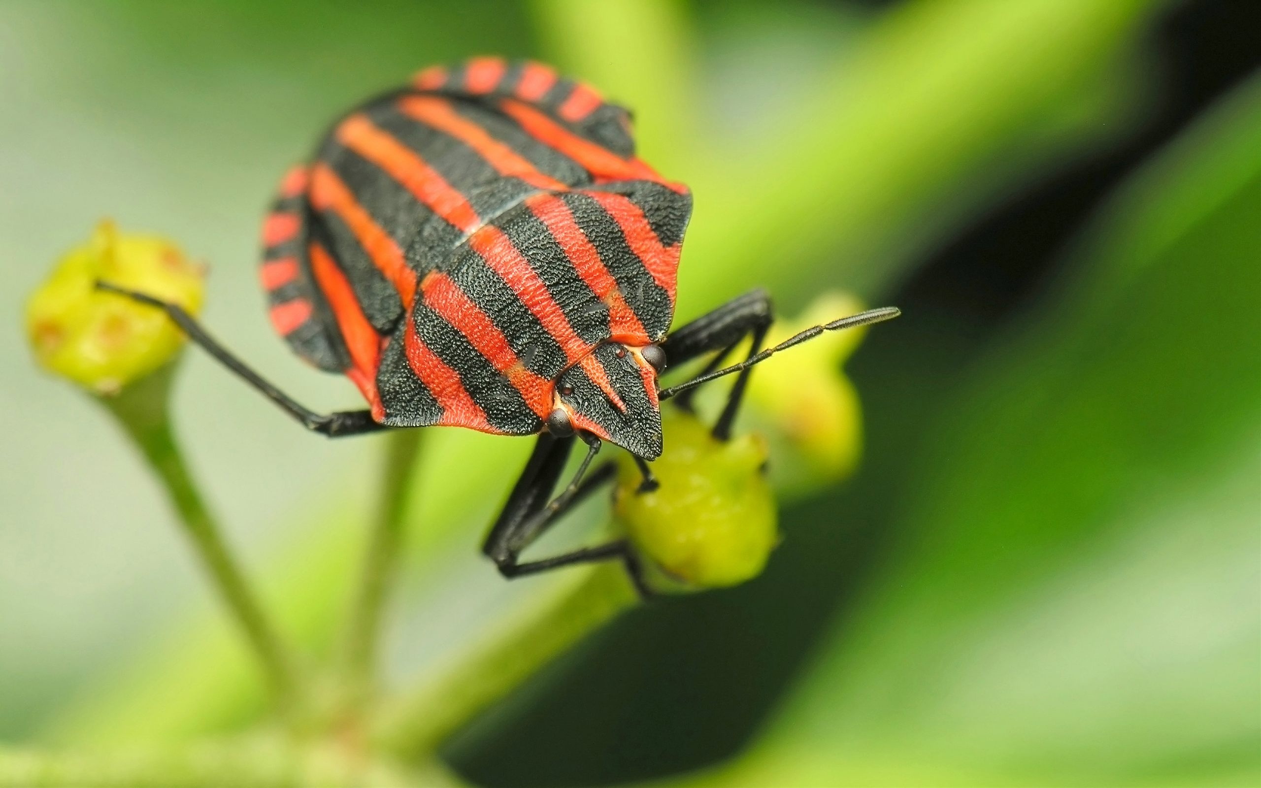Insect HD wallpaper, Background image, 2560x1600 HD Desktop