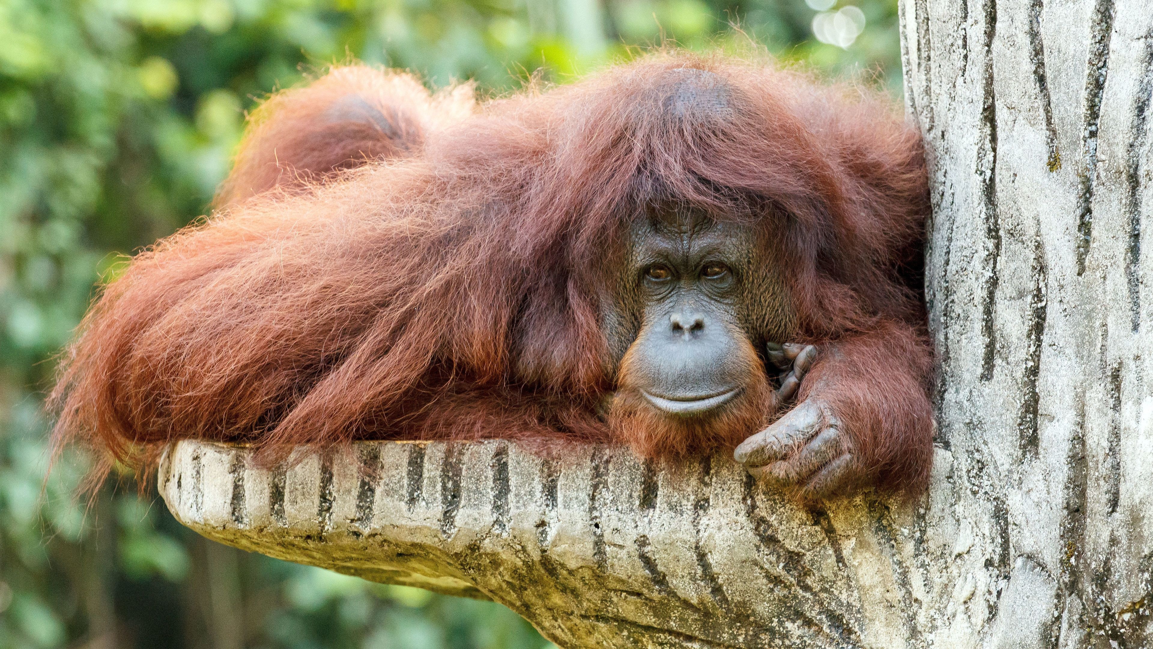 Orangutan, Mangrove forest, Wildlife tour, Pen107, 3840x2160 4K Desktop