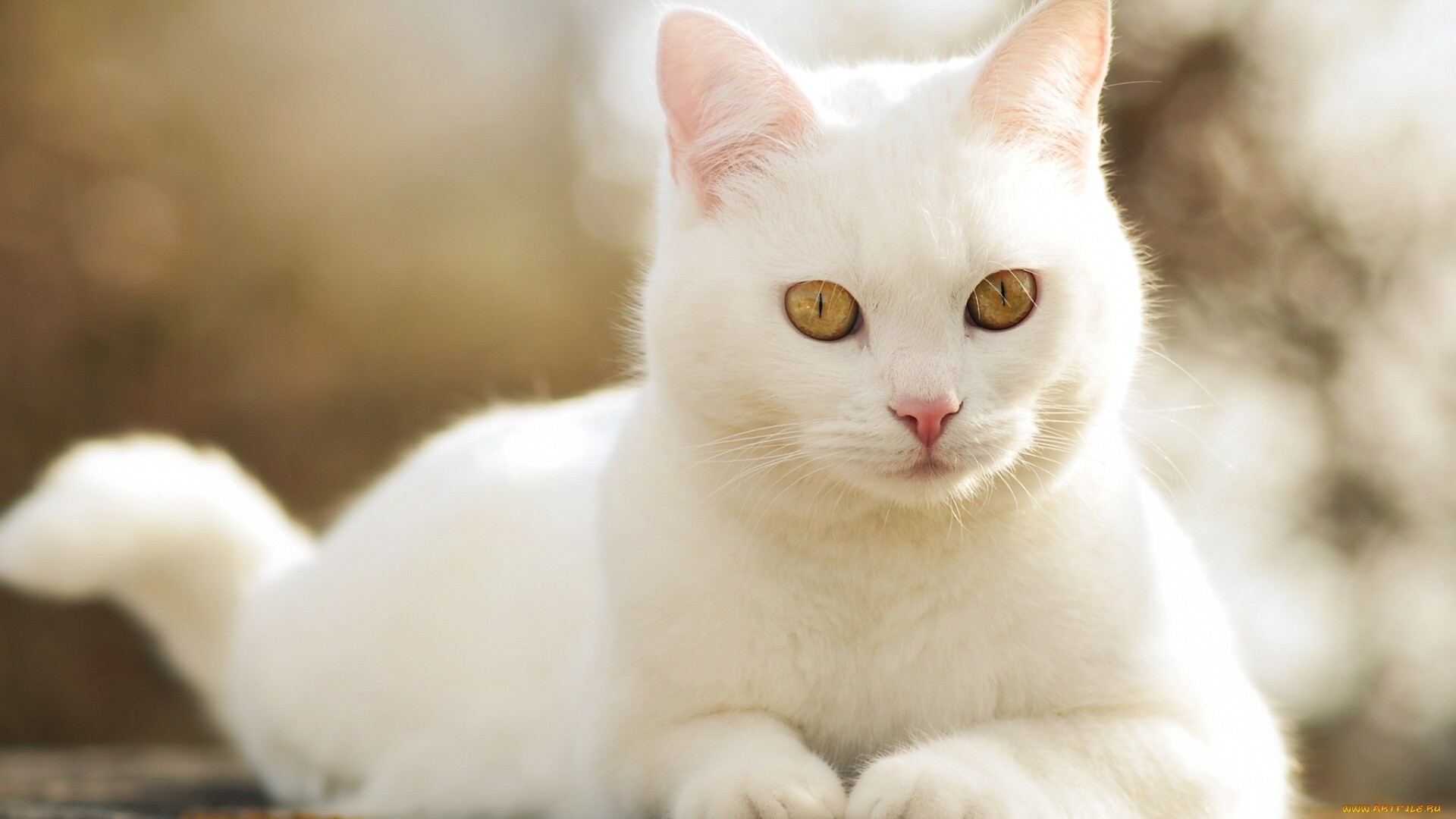 Pure white fur, Snowy white cats, White cat elegance, Serene and peaceful felines, 1920x1080 Full HD Desktop