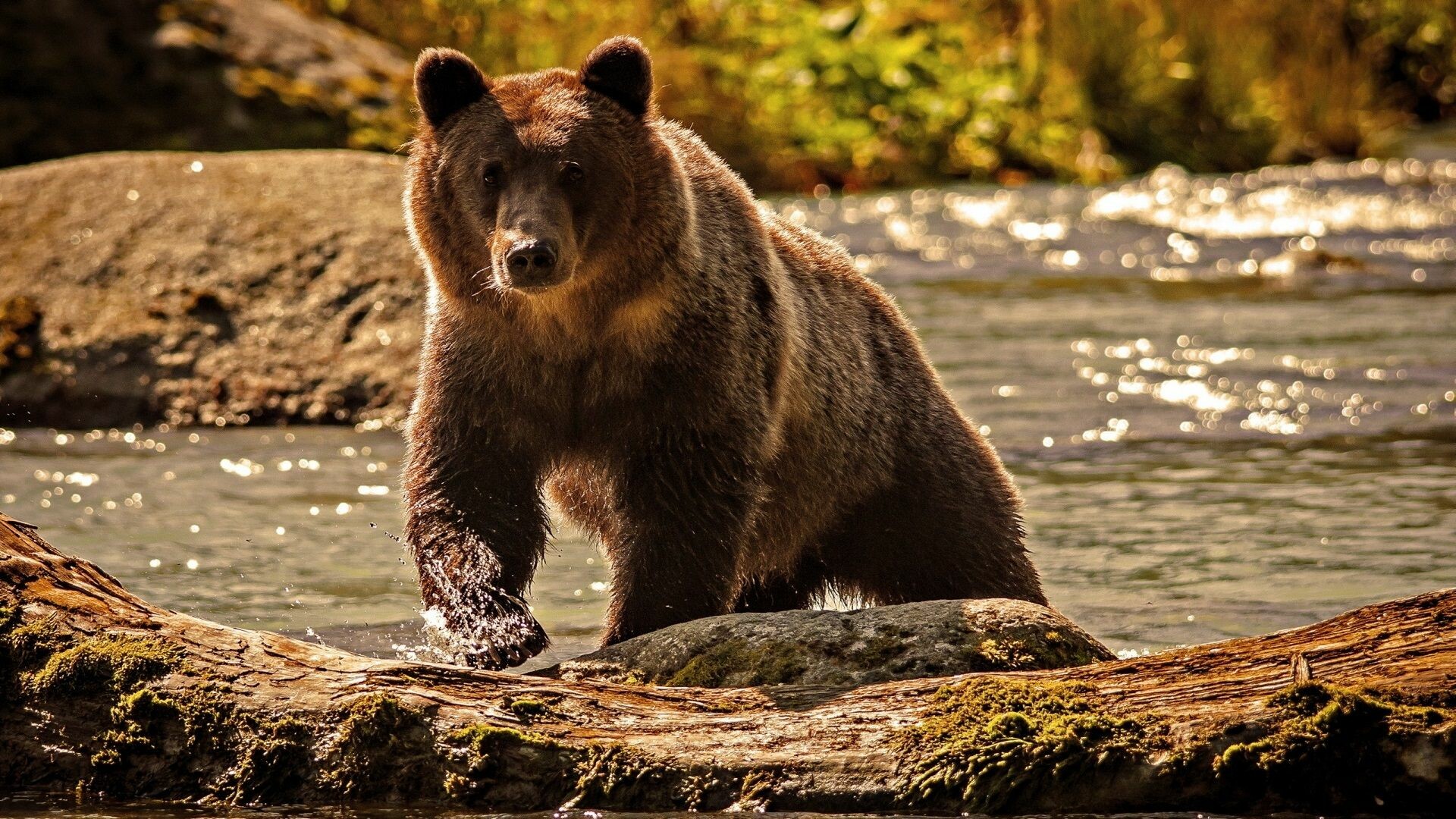 Bear: Grizzly, The subject of many Native American legends. 1920x1080 Full HD Wallpaper.
