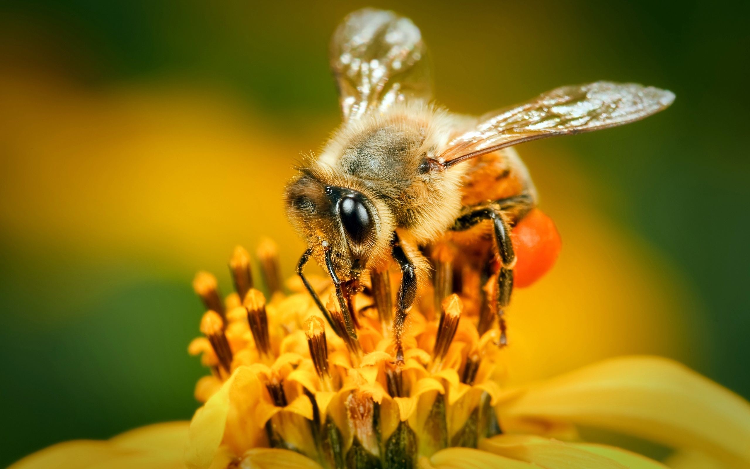 Bee: The primary insect pollinator of agricultural plants in most of the country. 2560x1600 HD Wallpaper.
