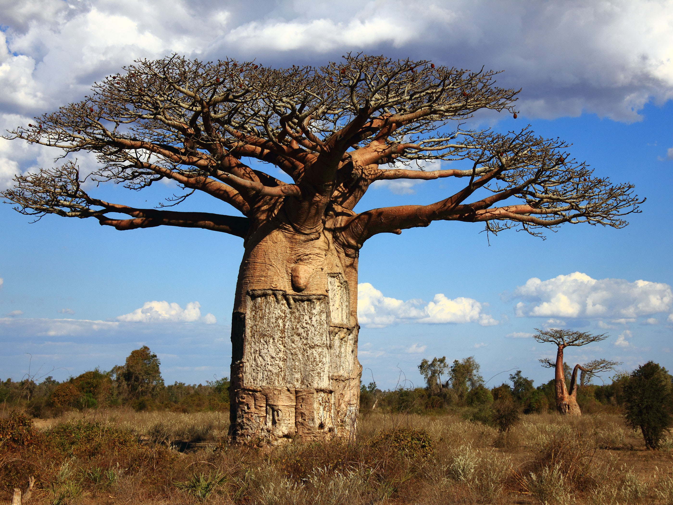 Baobab tree wallpapers, Earth HQ, 4K wallpapers, Enchanting beauty, 2800x2100 HD Desktop