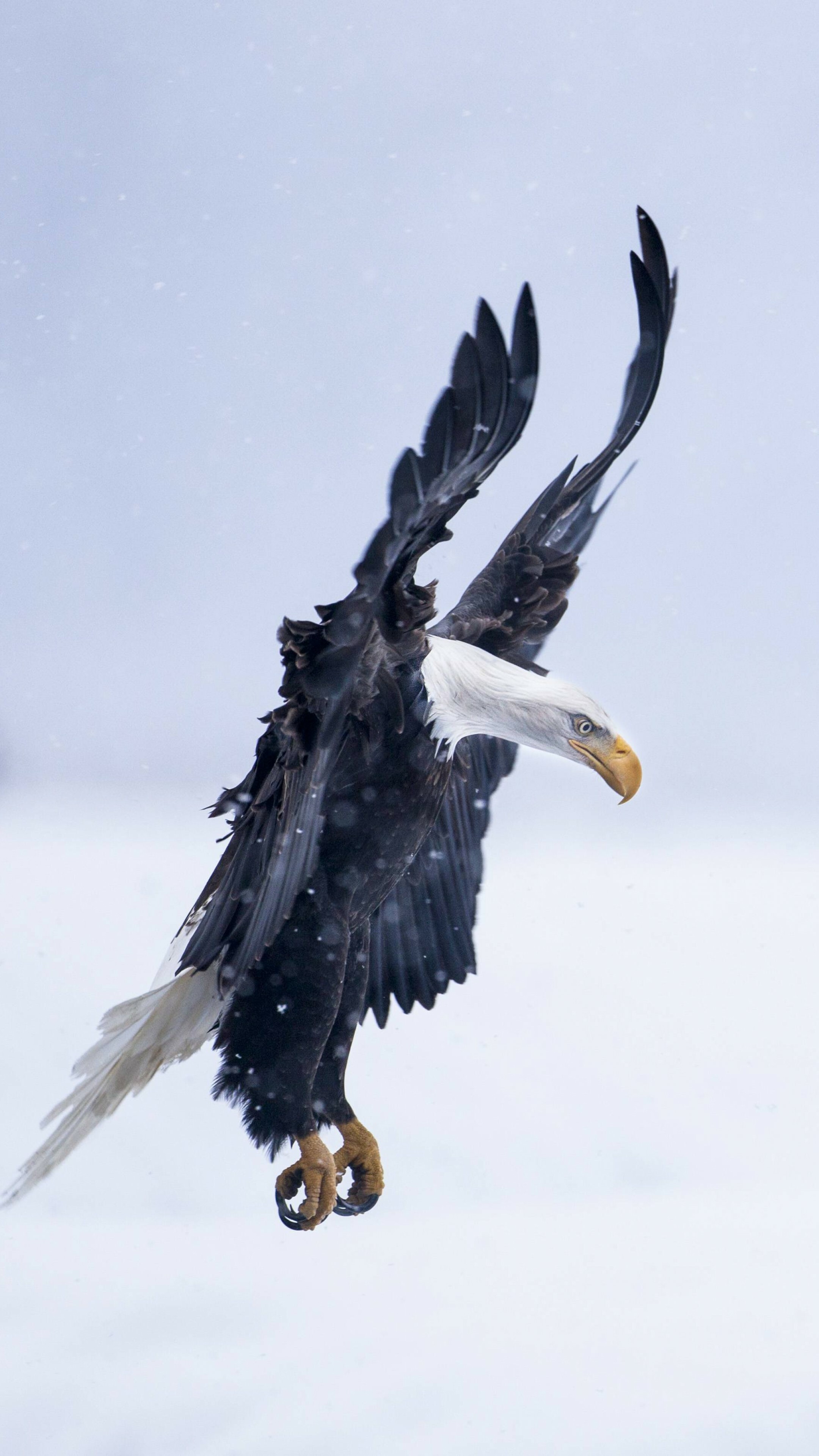 Eagle: Due to the size and power of many eagle species, they are ranked at the top of the food chain as apex predators in the avian world. 2160x3840 4K Wallpaper.