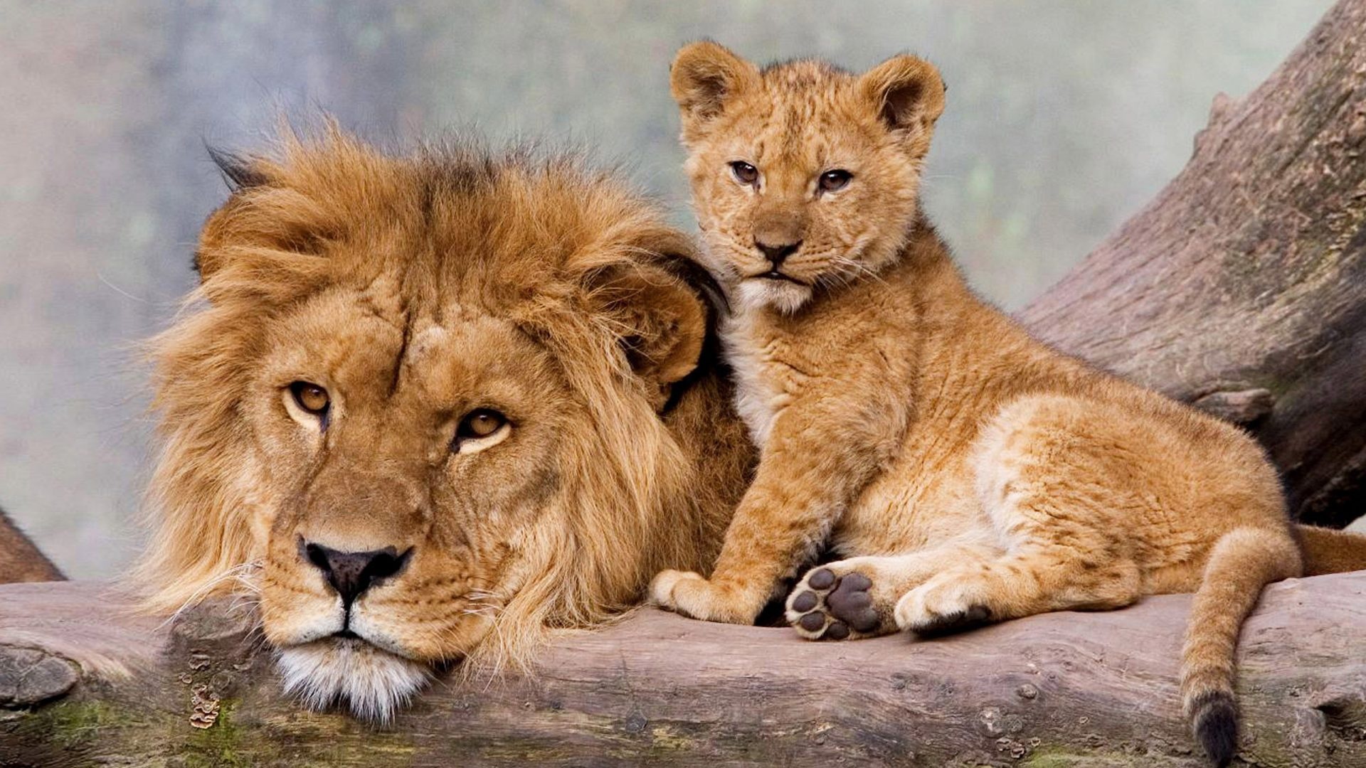 Cub wallpapers collection, Nature's youngest, Animal families, Tender moments, 1920x1080 Full HD Desktop