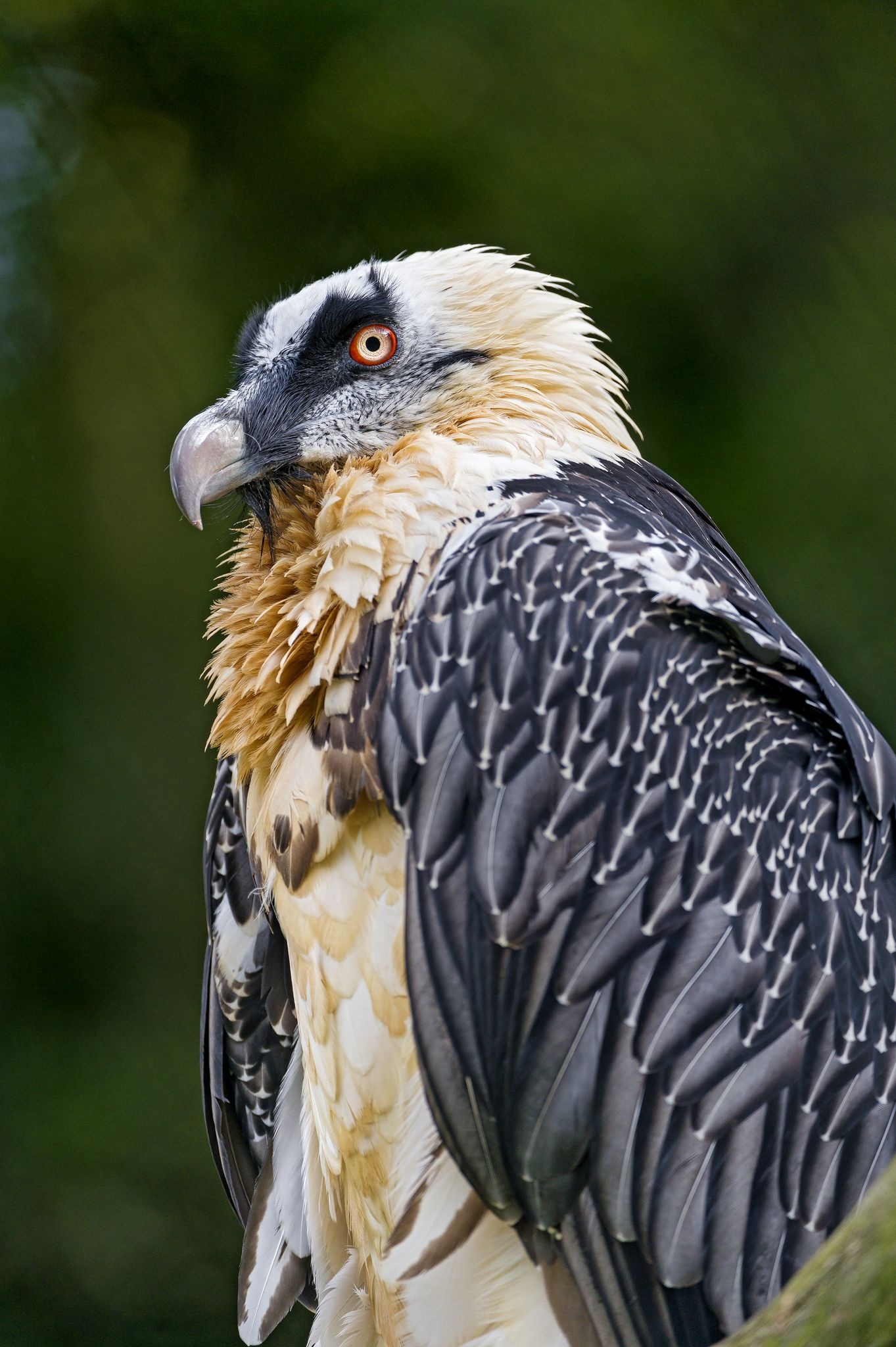 Bearded Vulture, Vulture pet birds, Profile, Vulture, 1370x2050 HD Handy