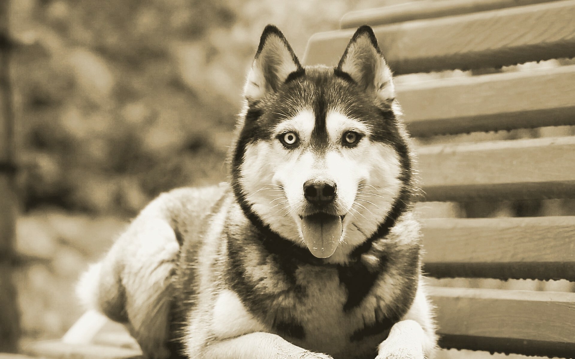 Siberian Husky: The breed valued as a sled dog, companion, and guard. 1920x1200 HD Background.