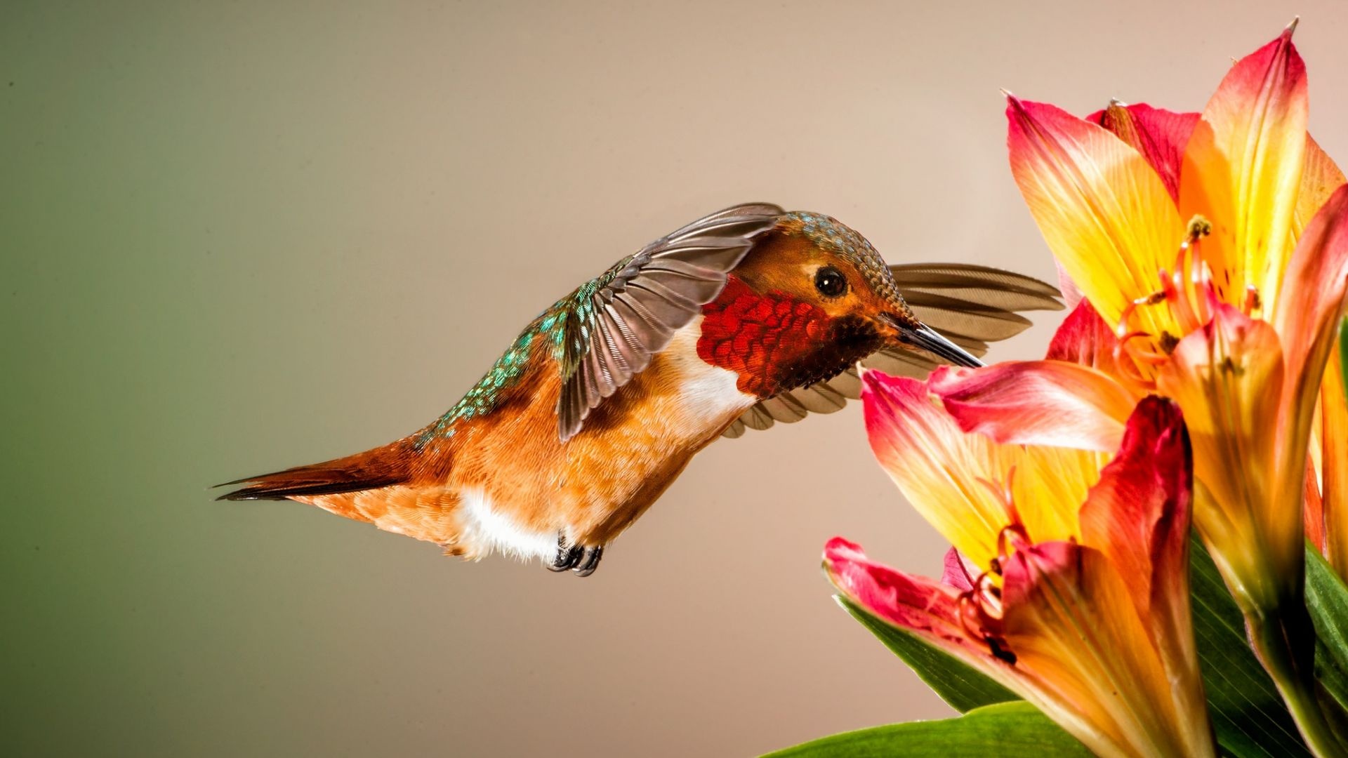 Hummingbird, Up-close encounter, Floral paradise, Captivating image, 1920x1080 Full HD Desktop
