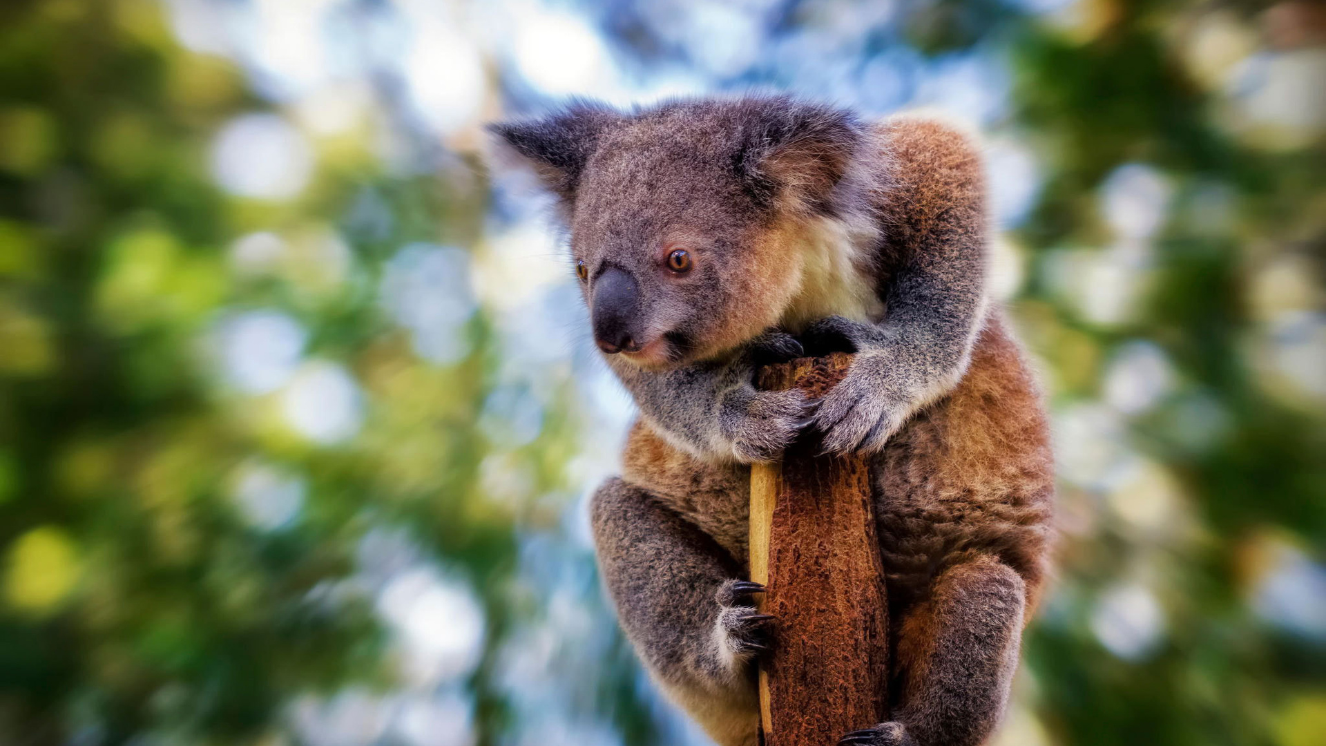 Koala characteristics, Australian wildlife, Unique representatives, Living world wonders, 1920x1080 Full HD Desktop