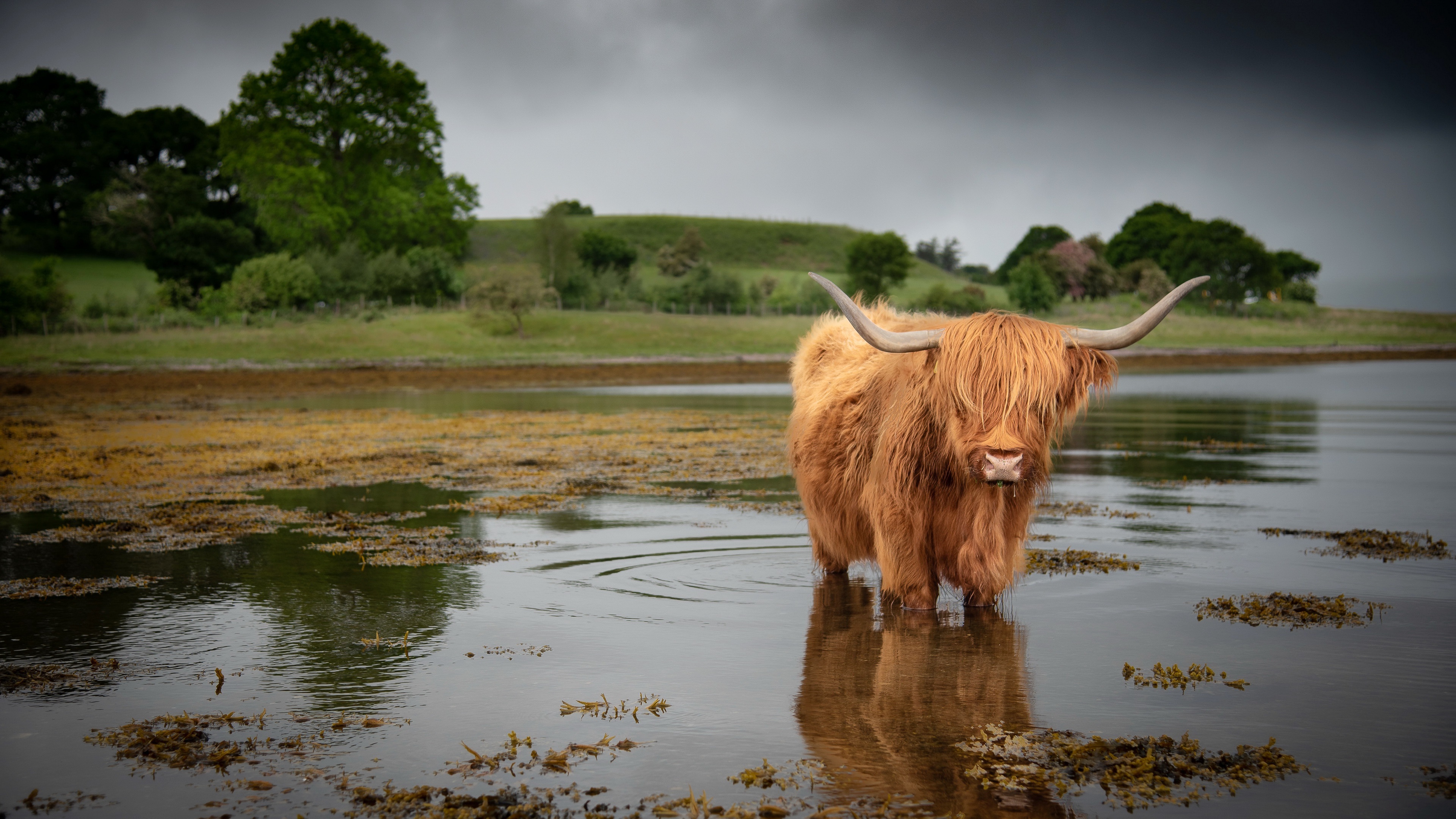 Highland cattle beauty, Majestic presence, 4K ultra resolution, Breathtaking landscape, 3840x2160 4K Desktop
