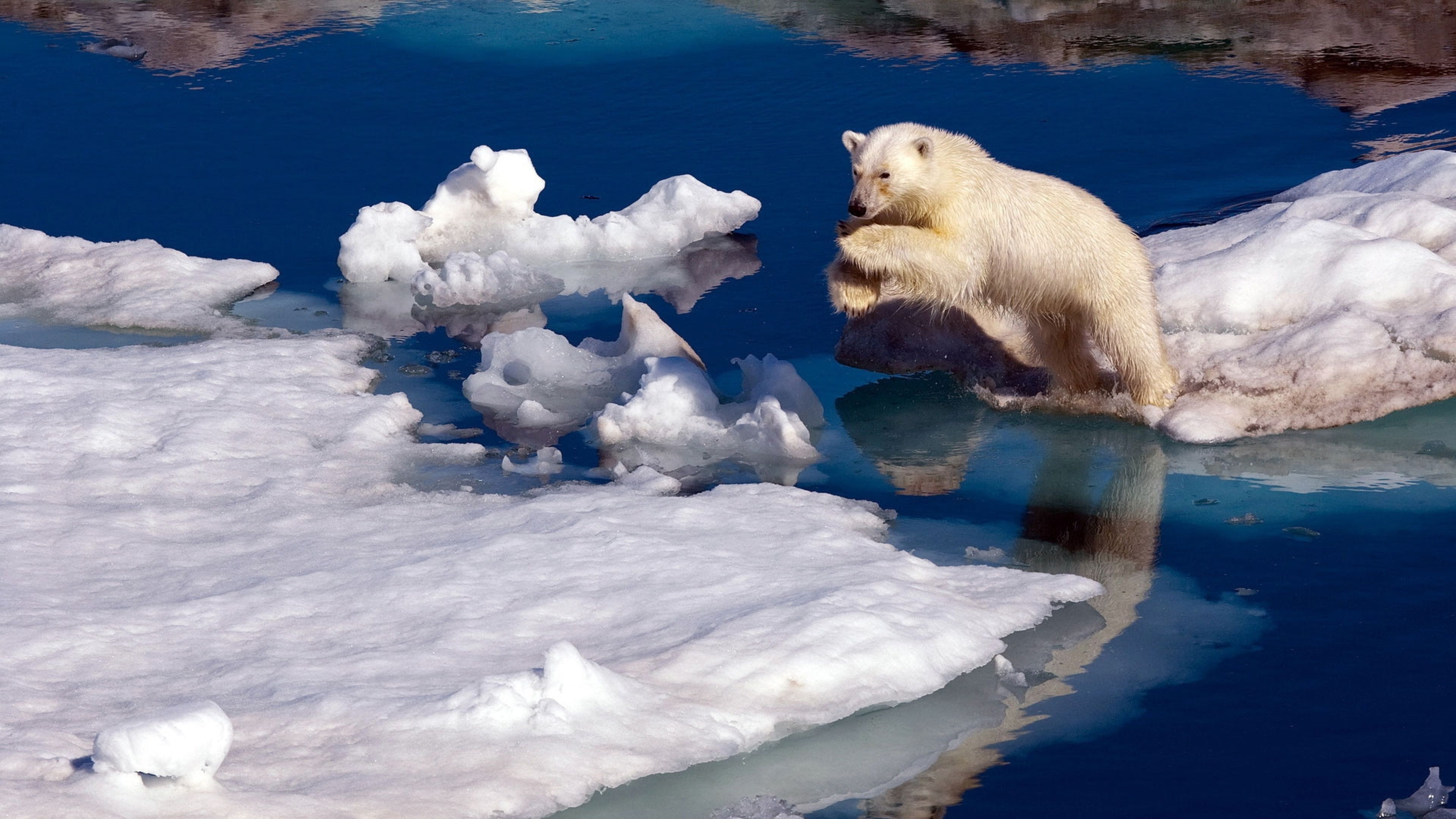 Cool polar bear wallpapers, Hunting scenes, Arctic predator, Wildlife photography, 3840x2160 4K Desktop