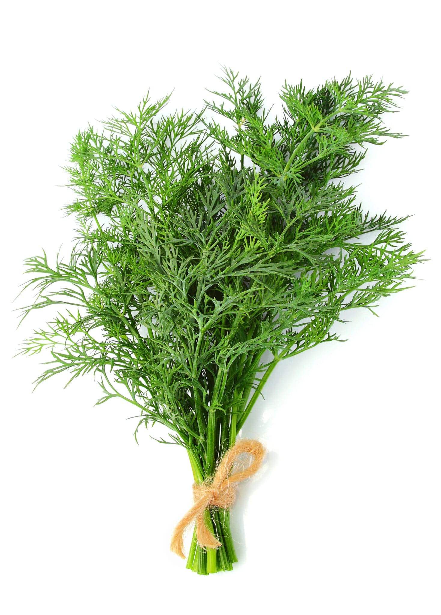 Growing and harvesting dill, Kitchen versatility, Herb's numerous uses, Culinary companion, 1470x2050 HD Handy