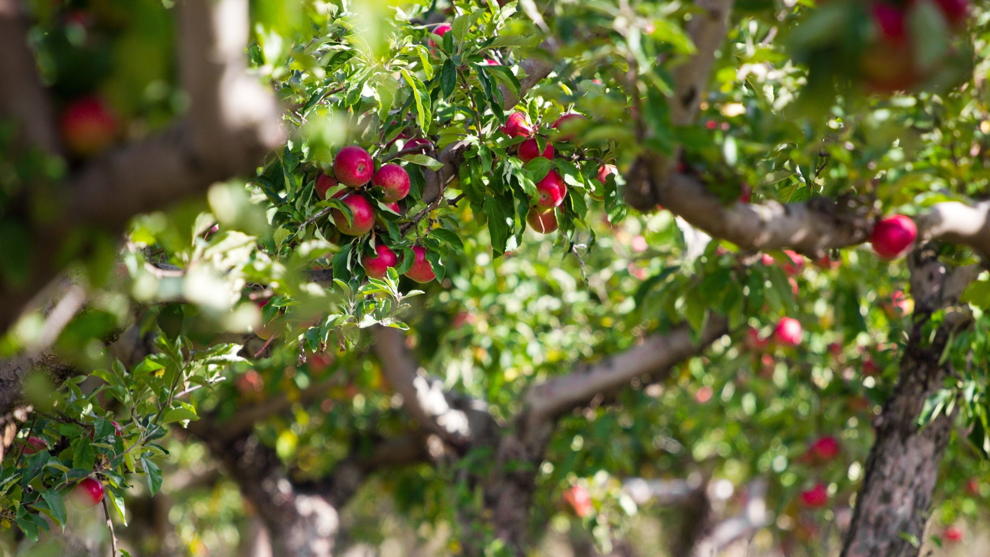 Apple Tree, 72 apple tree wallpaper, Nature, Fruits, 3840x2160 4K Desktop