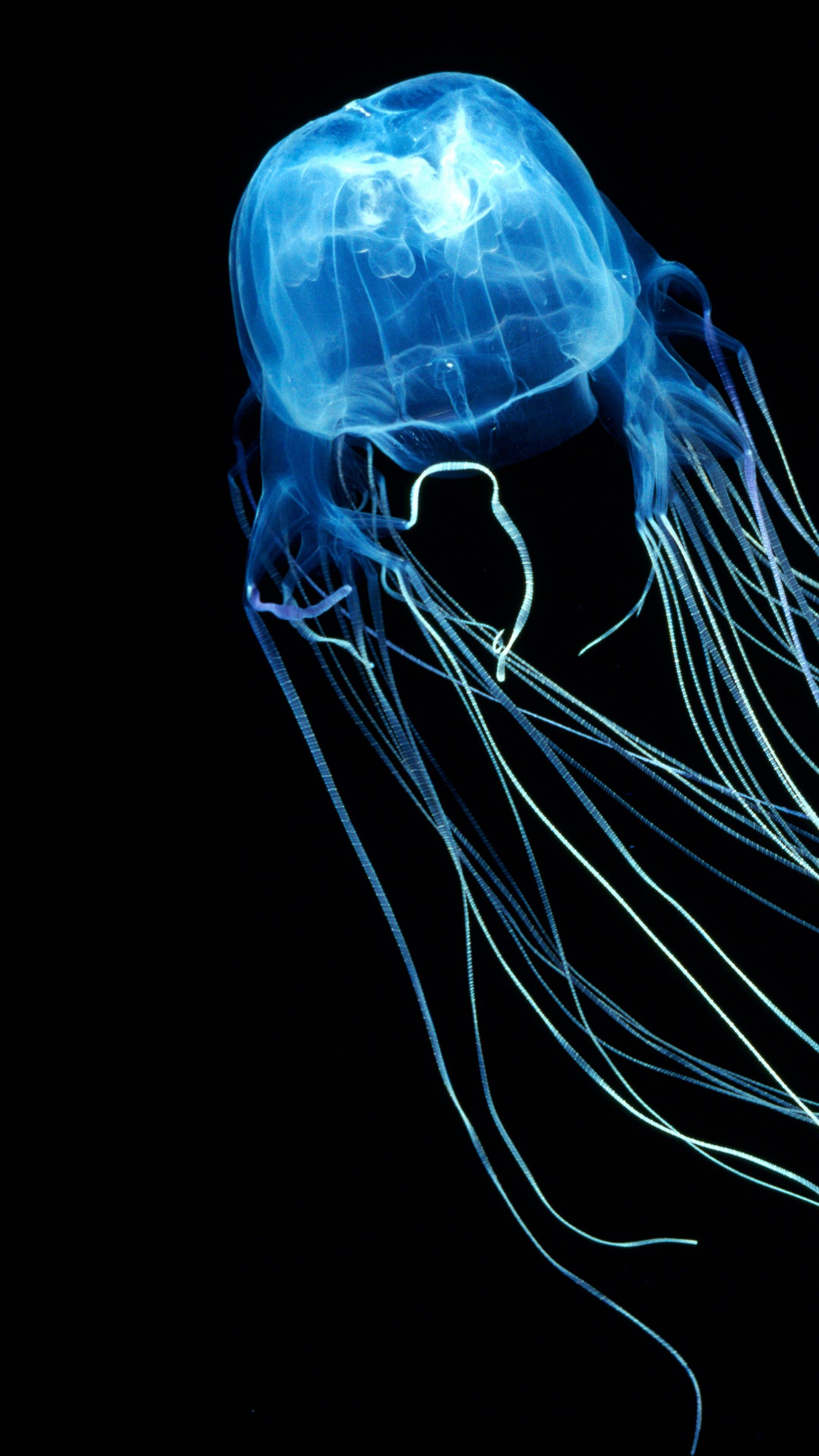 Glowing Jellyfish: Blue light produced by a chemical process within a living organism, Hydromedusa. 2160x3840 4K Wallpaper.