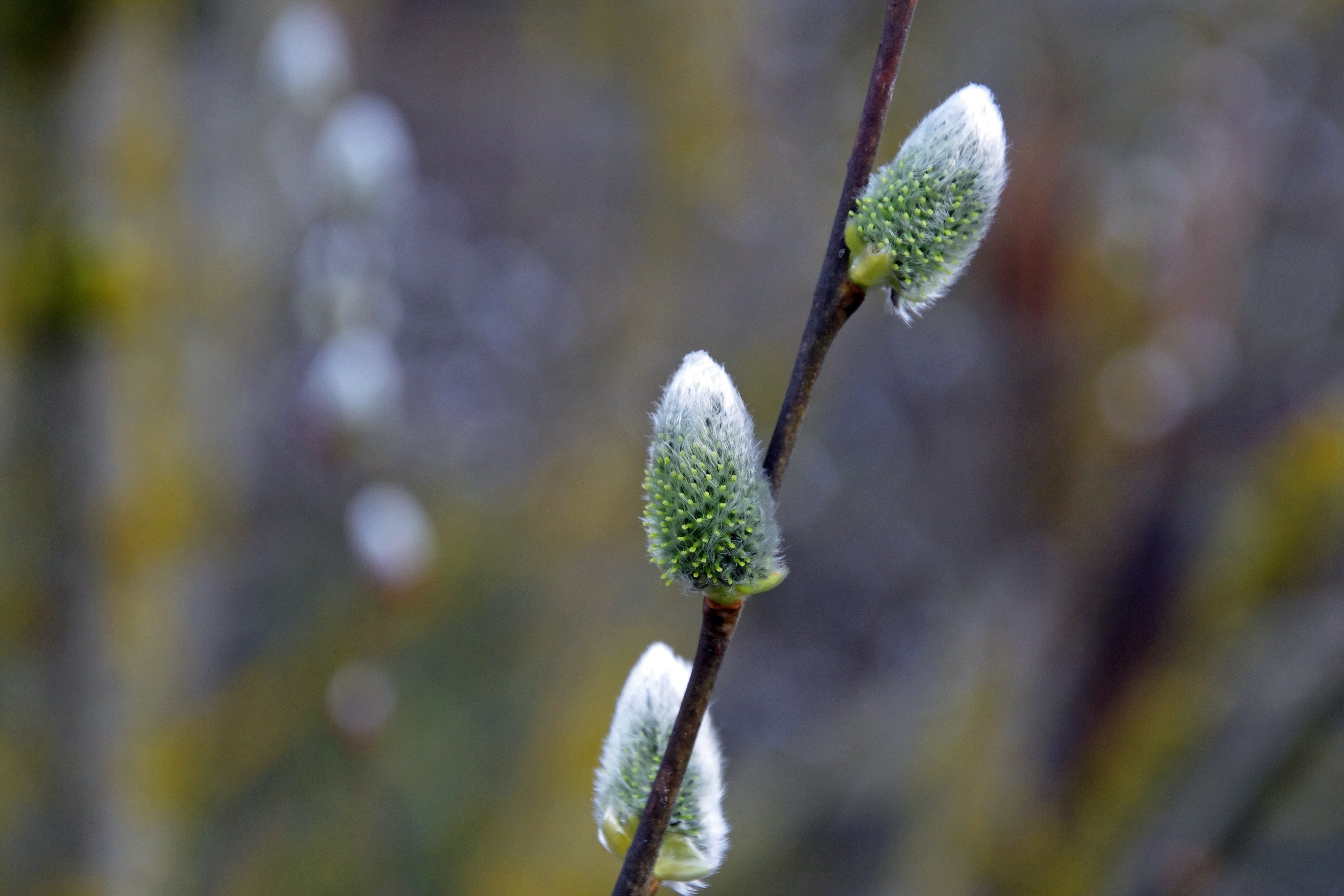 Willow Tree, Willow flower, Nature's delicacy, Botanical beauty, 3000x2000 HD Desktop